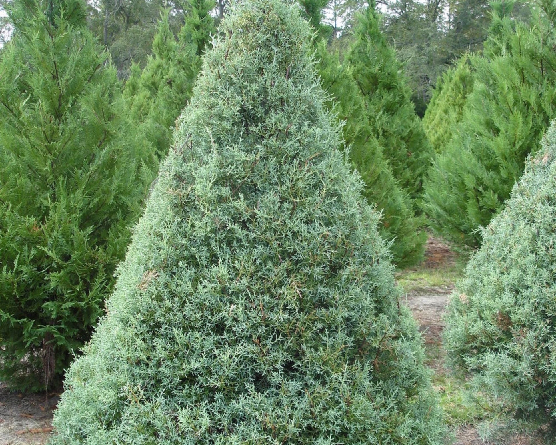 Carolina Saphire Cypress, Fast Growing Privacy Hedge, 3 Gallon Sizs Containers, easy to grow, pretty plant, house plants, colorful plants