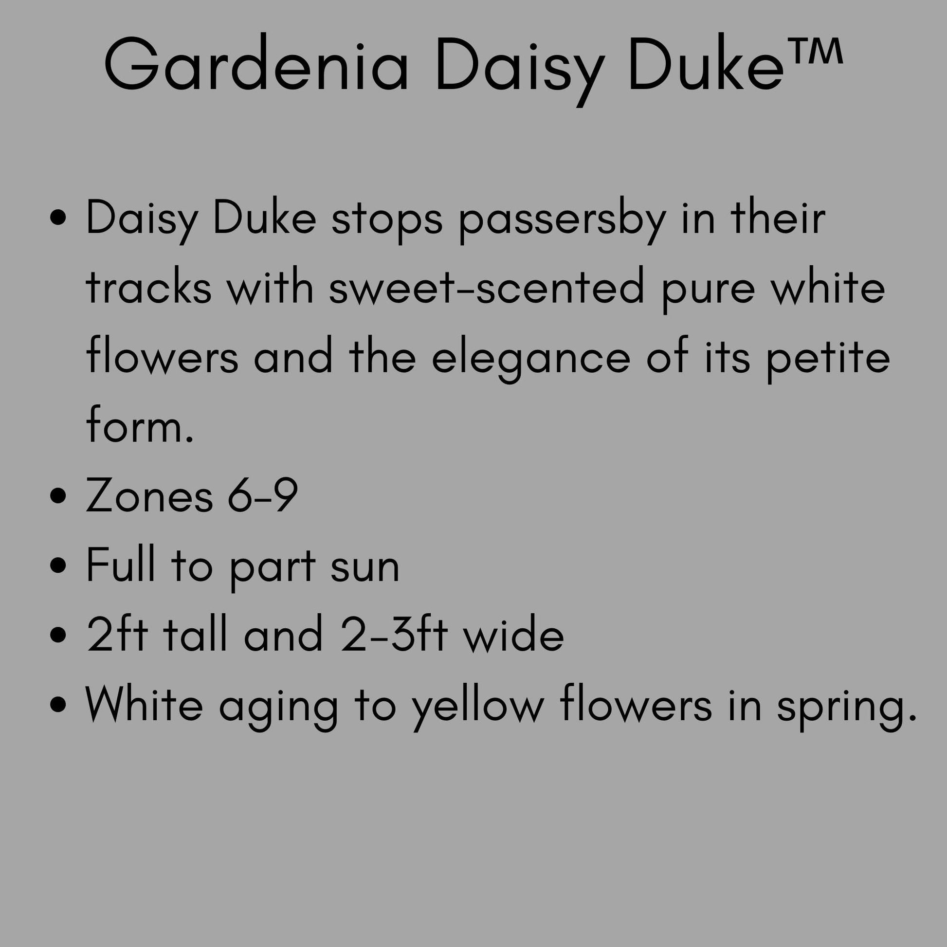 Daisy Duke™ Gardenia with abundant white blooms! Available in 2 sizes with FREE SHIPPING!