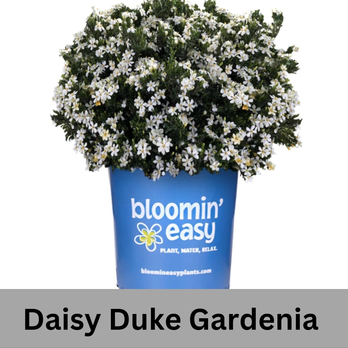 Daisy Duke™ Gardenia with abundant white blooms! Available in 2 sizes with FREE SHIPPING!