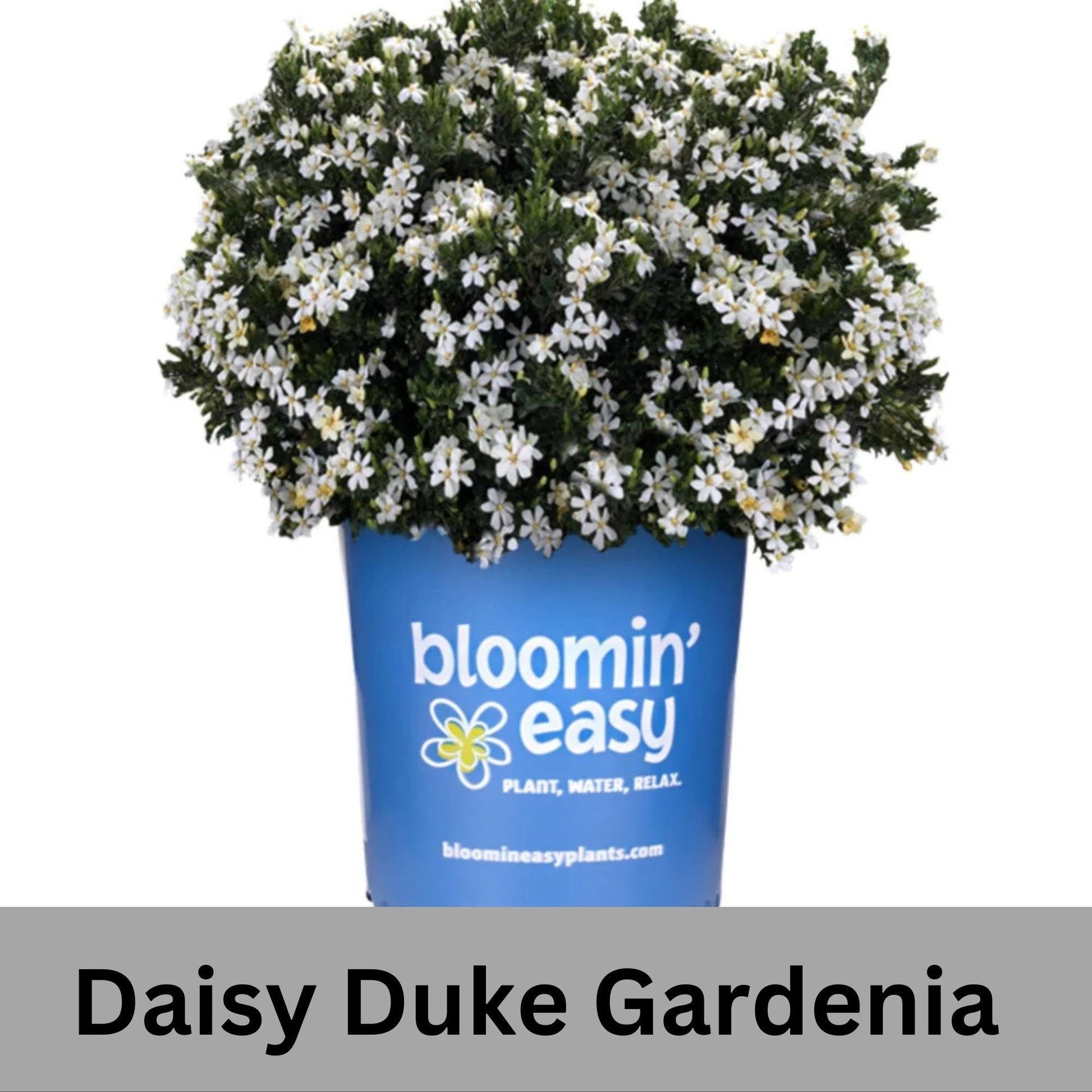 Daisy Duke™ Gardenia with abundant white blooms! Available in 2 sizes with FREE SHIPPING!