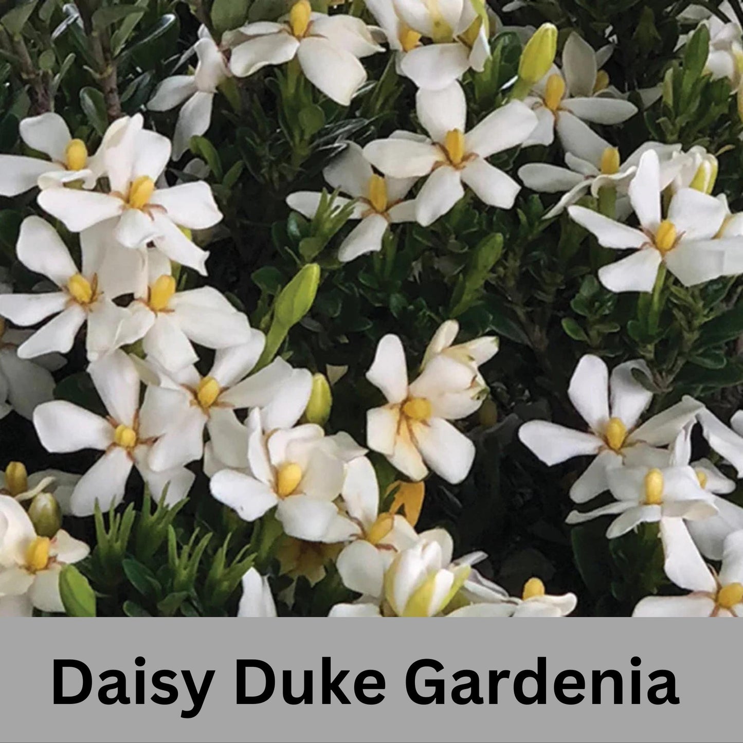 Daisy Duke™ Gardenia with abundant white blooms! Available in 2 sizes with FREE SHIPPING!