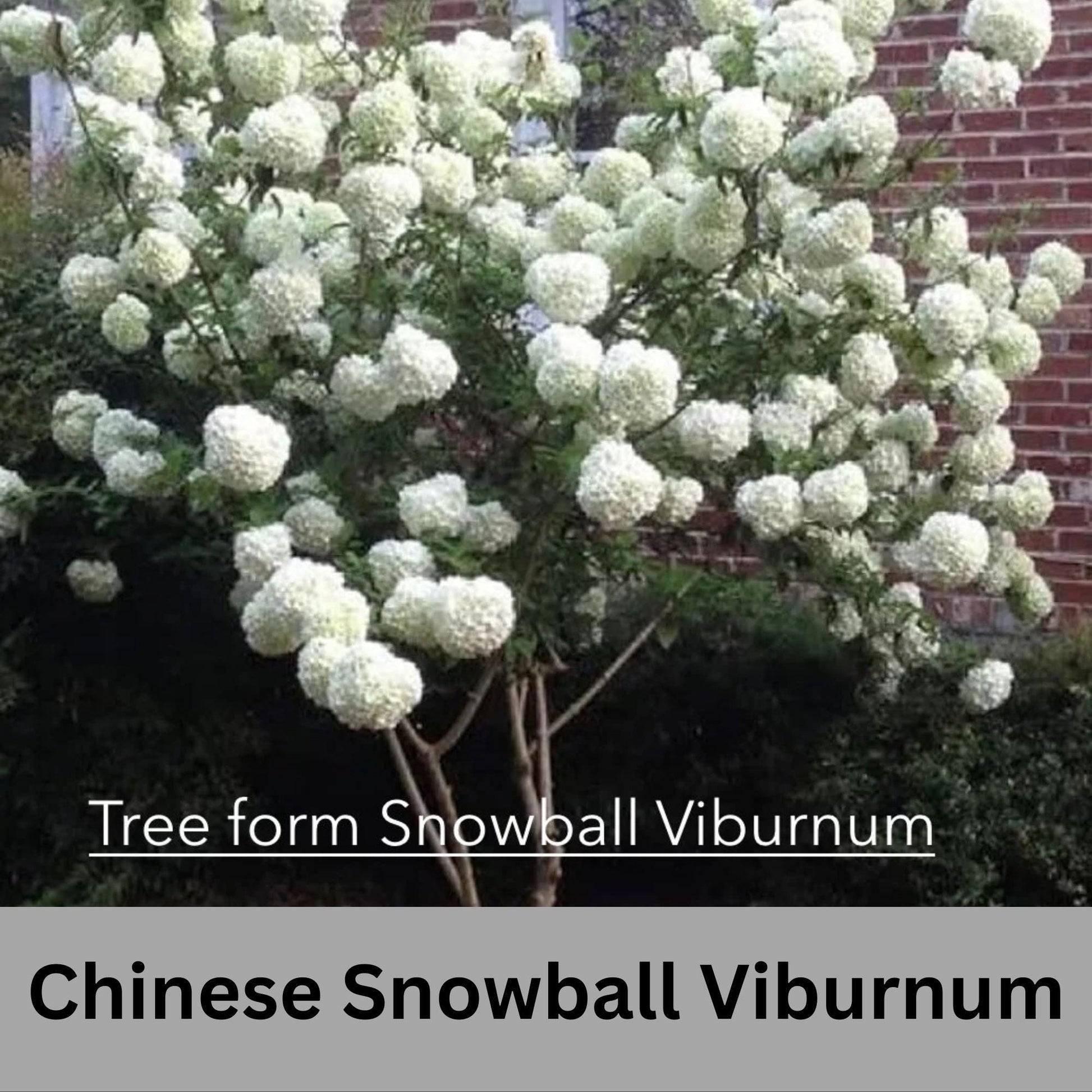 Chinese Snowball Viburnum, Large White Blooms, Fast Growing, brassica oleracea, Perfect for Gardens, 3 Gallon Size, easy to grow, Mom gifts