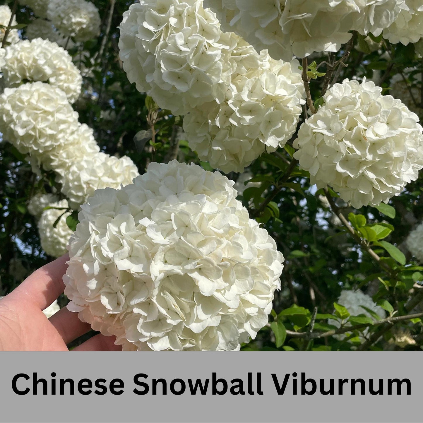 Chinese Snowball Viburnum, Large White Blooms, Fast Growing, brassica oleracea, Perfect for Gardens, 3 Gallon Size, easy to grow, Mom gifts