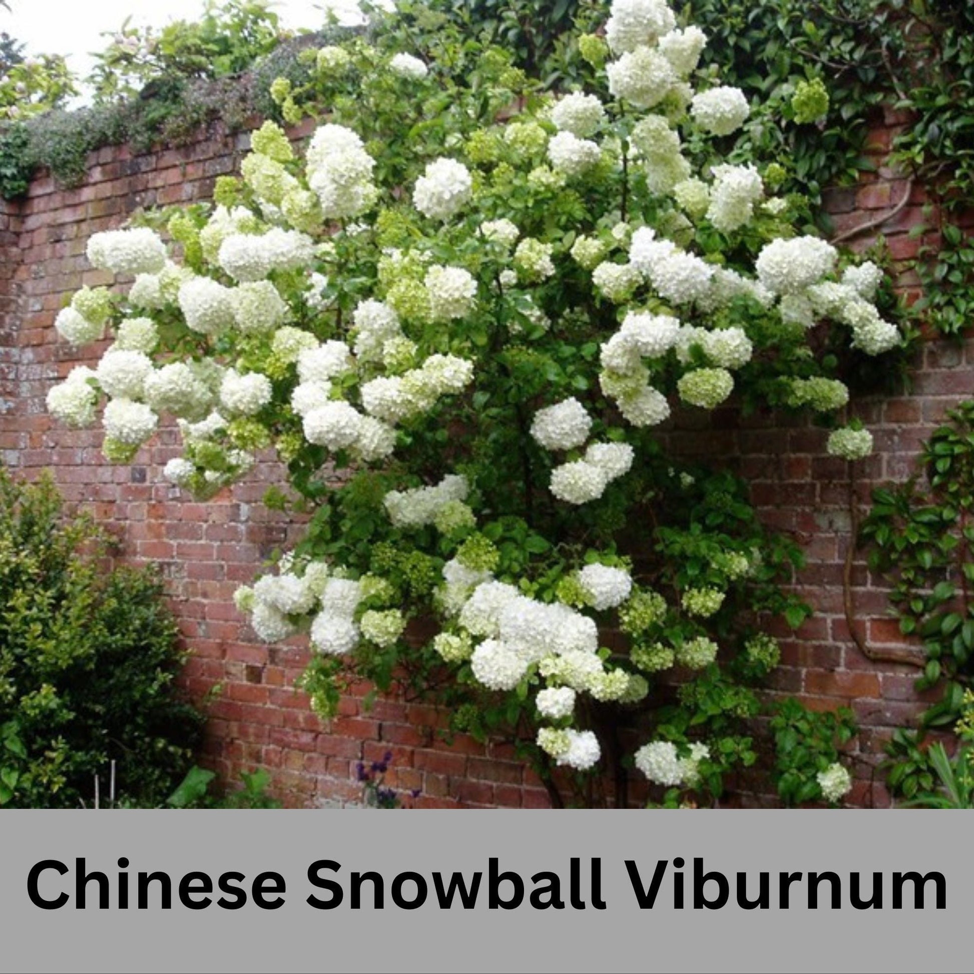 Chinese Snowball Viburnum, Large White Blooms, Fast Growing, brassica oleracea, Perfect for Gardens, 3 Gallon Size, easy to grow, Mom gifts