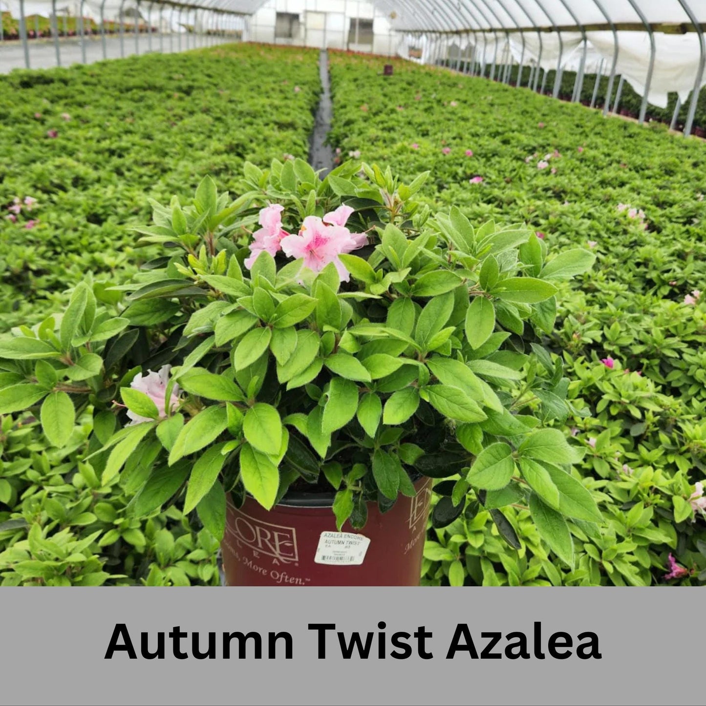 Autumn Twist Encore Azalea - Pink, Purple, and White Flowers - Large 3 Gallon Sizes - Free Shipping!
