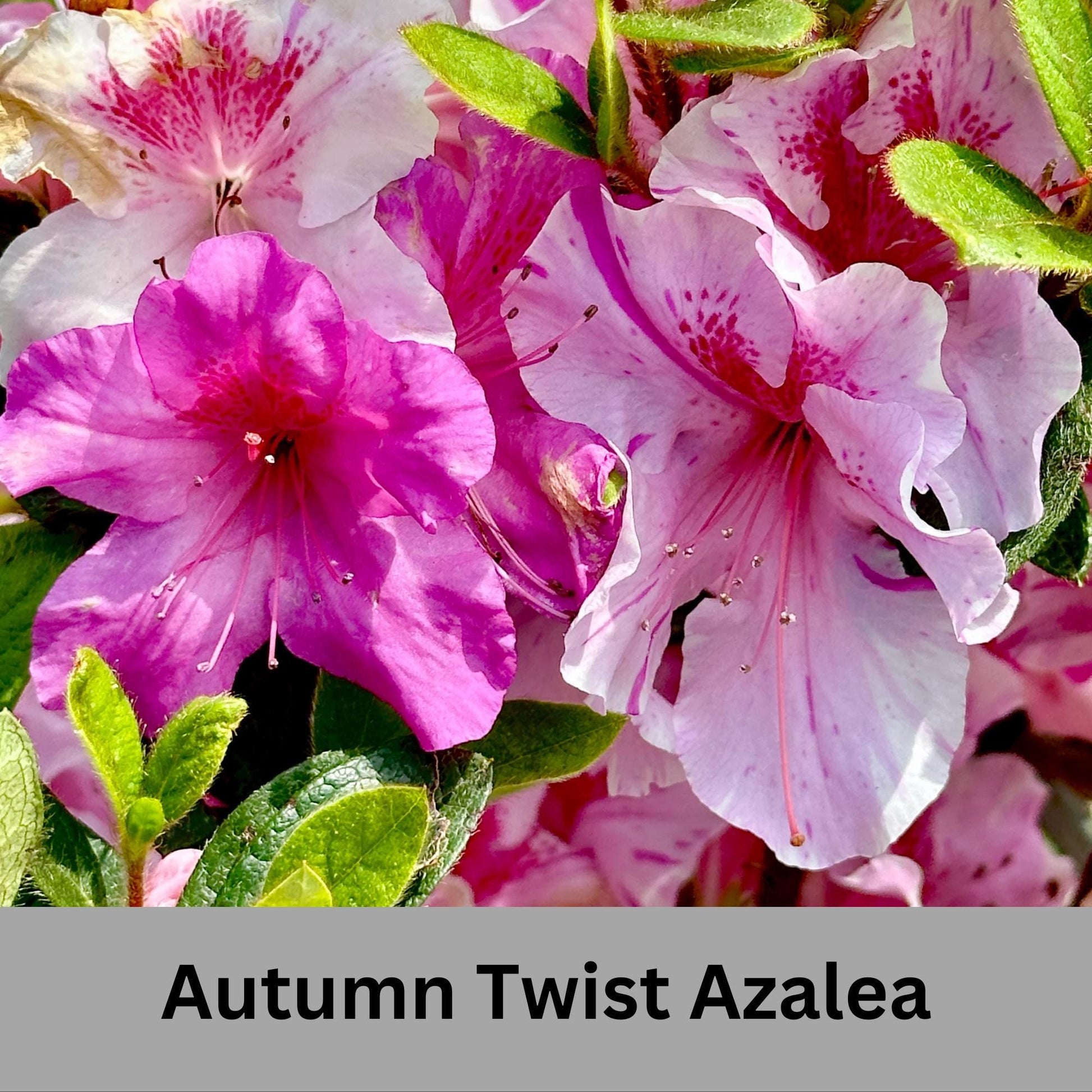 Autumn Twist Encore Azalea - Pink, Purple, and White Flowers - Large 3 Gallon Sizes - Free Shipping!