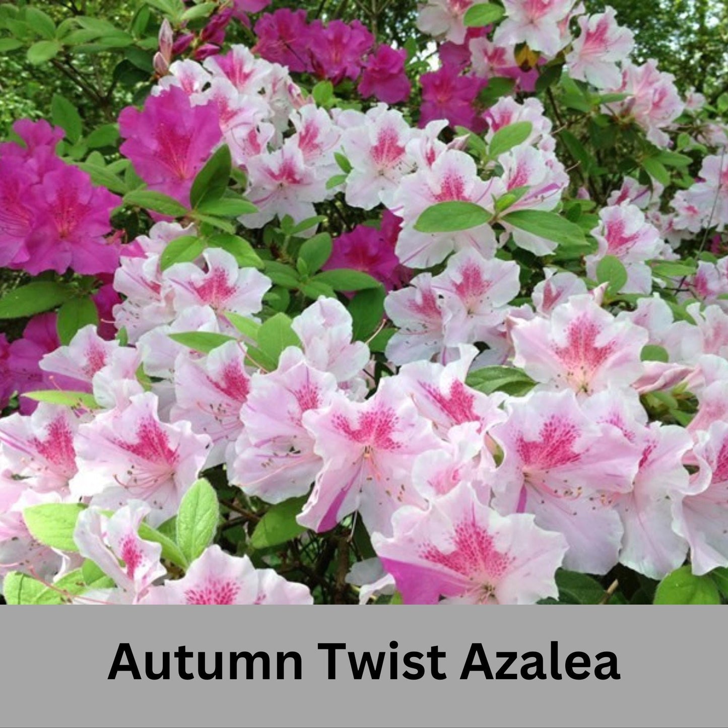 Autumn Twist Encore Azalea - Pink, Purple, and White Flowers - Large 3 Gallon Sizes - Free Shipping!