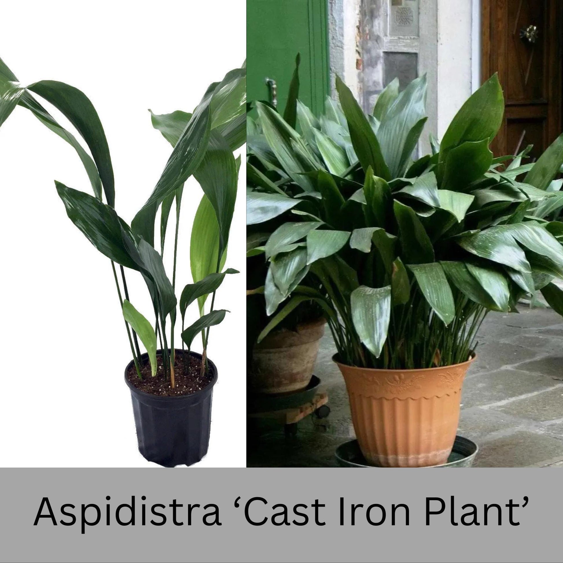 cast iron house plant Aspidistra Cast Iron Plant
