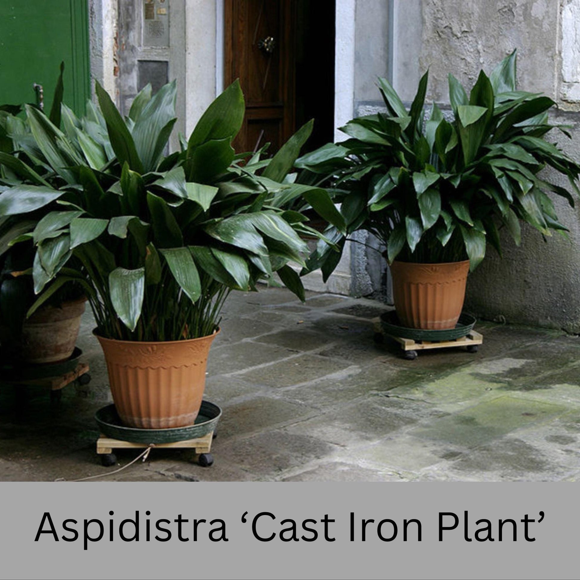 cast iron indoor plant Aspidistra Cast Iron Plant