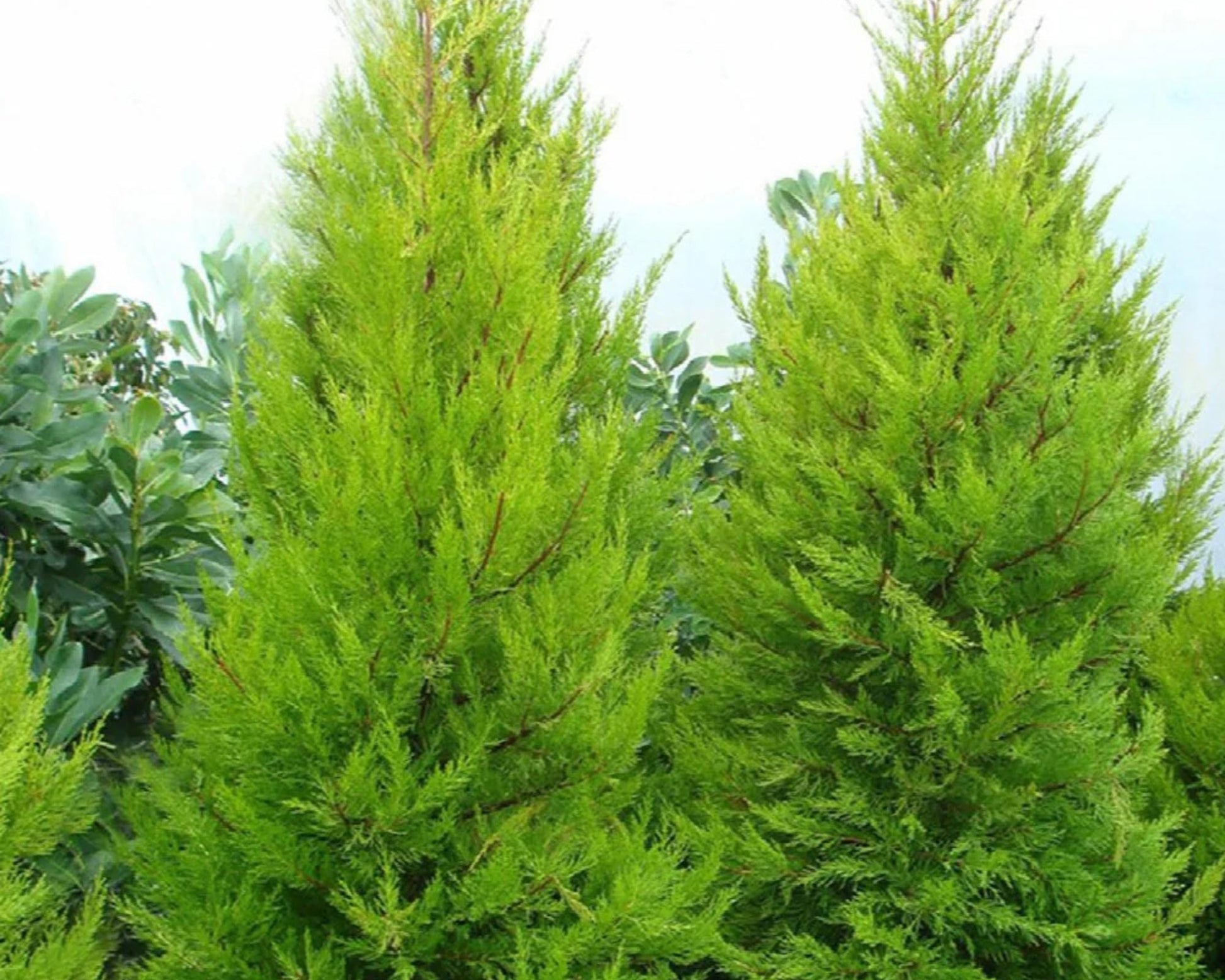 WEST WIND Leyland Cypress | Yellow Evergreen Hedge | 4 plants included with every order! | Fast Growing Trees