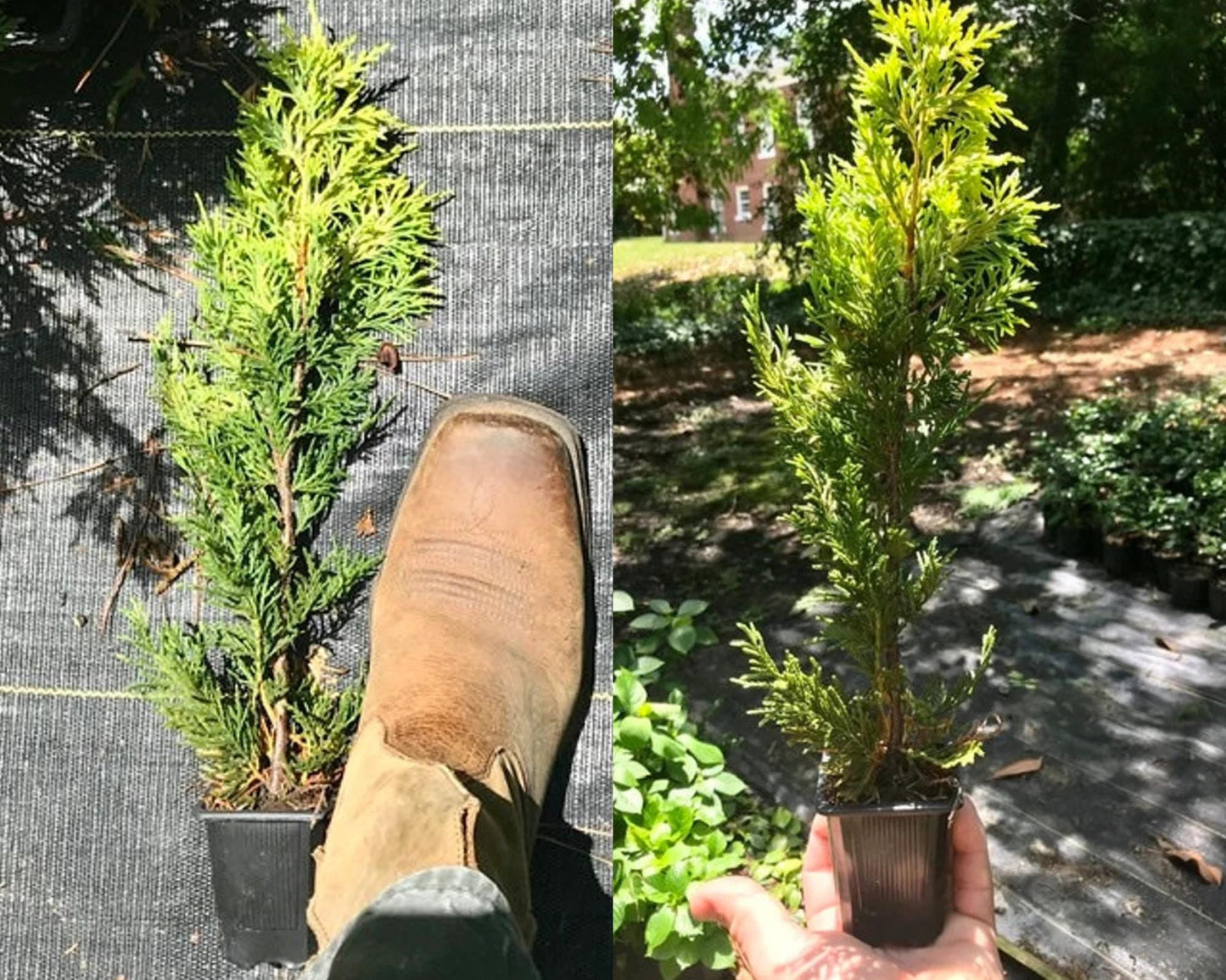 WEST WIND Leyland Cypress | Yellow Evergreen Hedge | 4 plants included with every order! | Fast Growing Trees