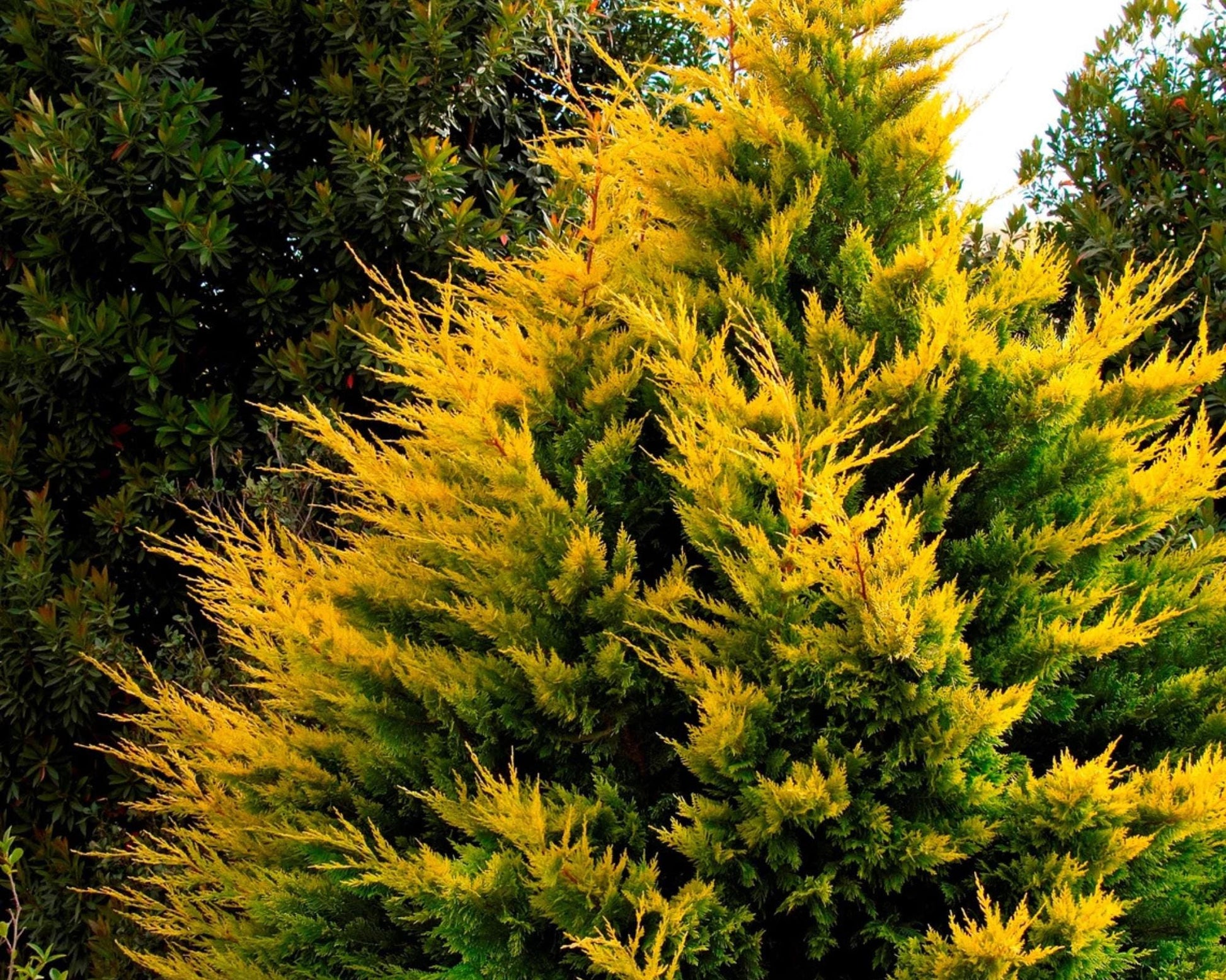 WEST WIND Leyland Cypress | Yellow Evergreen Hedge | 4 plants included with every order! | Fast Growing Trees