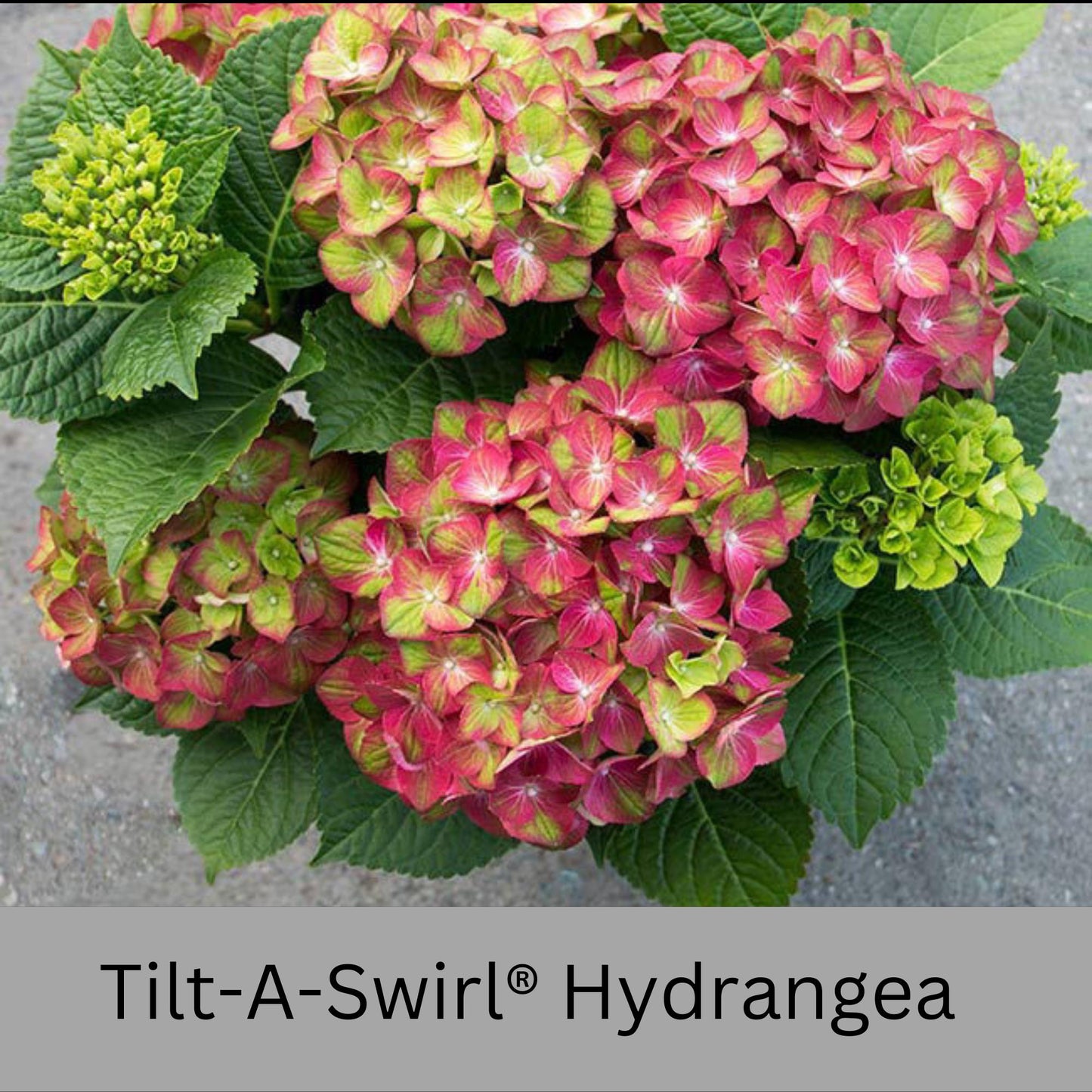 Tilt-A-Swirl® Hydrangea | Tons of Flowers | Easy and Fast Growing | Blooms all Summer | Cut and Dry Flower Arrangements | Sun or Shade Plant