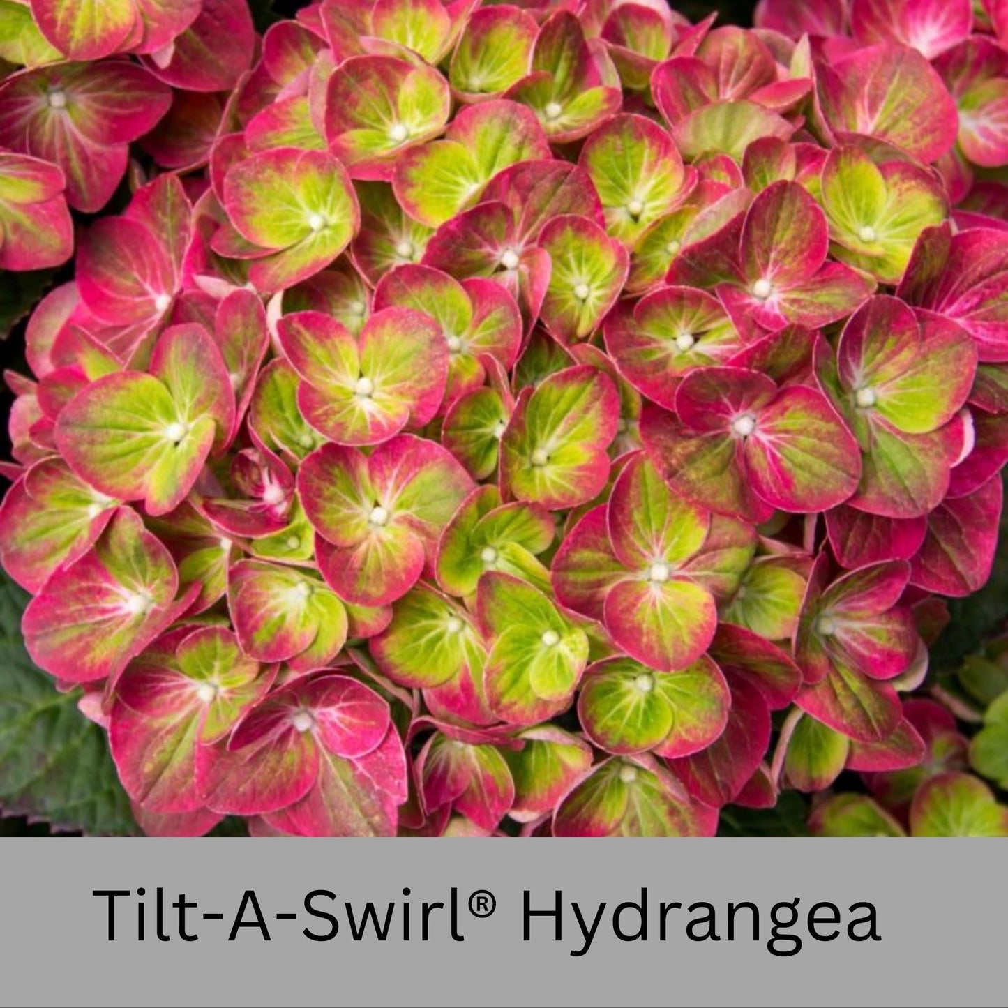 Tilt-A-Swirl® Hydrangea | Tons of Flowers | Easy and Fast Growing | Blooms all Summer | Cut and Dry Flower Arrangements | Sun or Shade Plant
