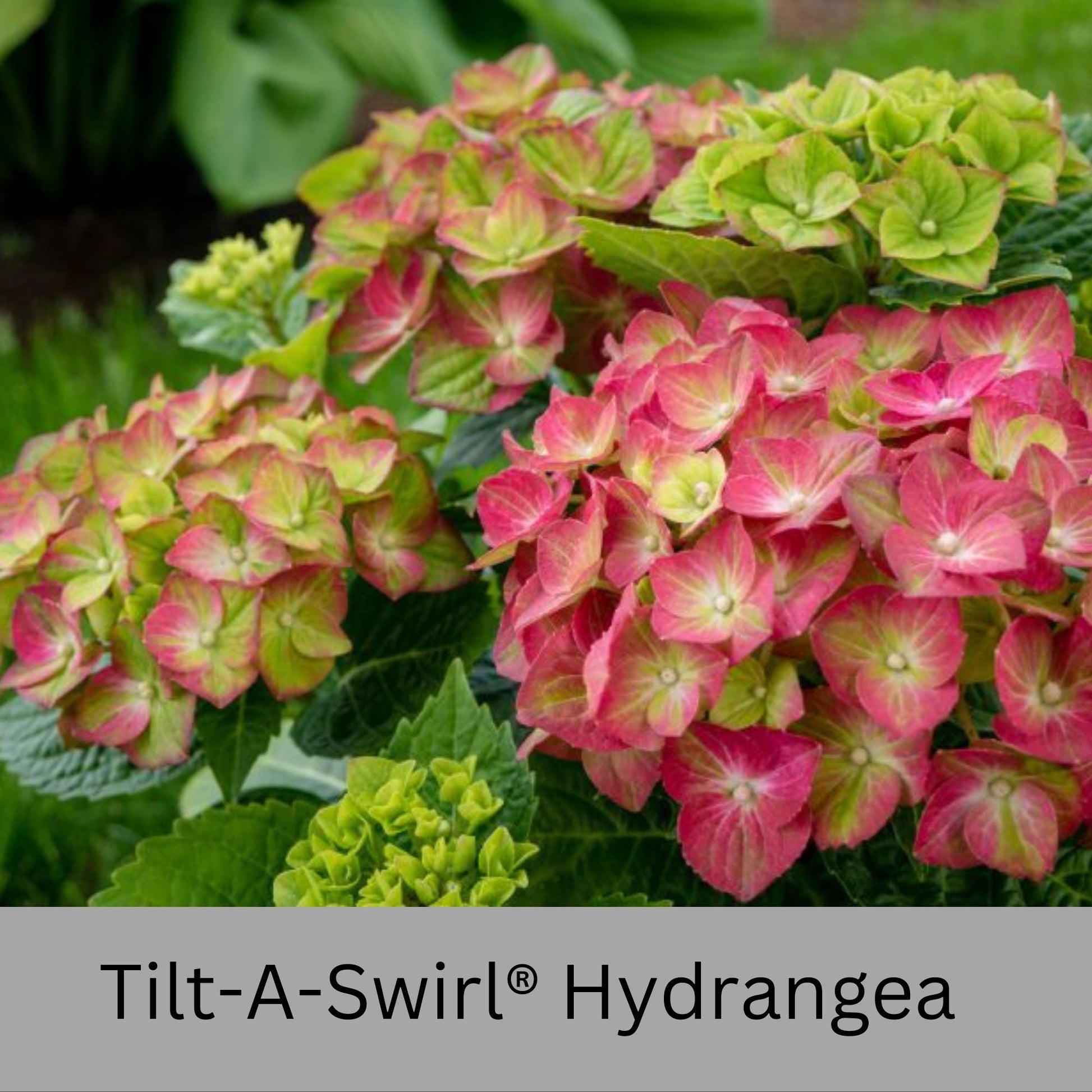 Tilt-A-Swirl® Hydrangea | Tons of Flowers | Easy and Fast Growing | Blooms all Summer | Cut and Dry Flower Arrangements | Sun or Shade Plant