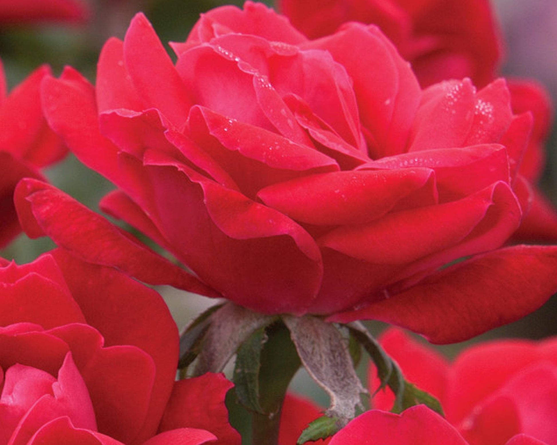 Cherry Red "Knock Out"® Roses | Disease Resistant | Free Shipping | Quart Size Containers | Blooms Spring to Fall! | Tons of Blooms!