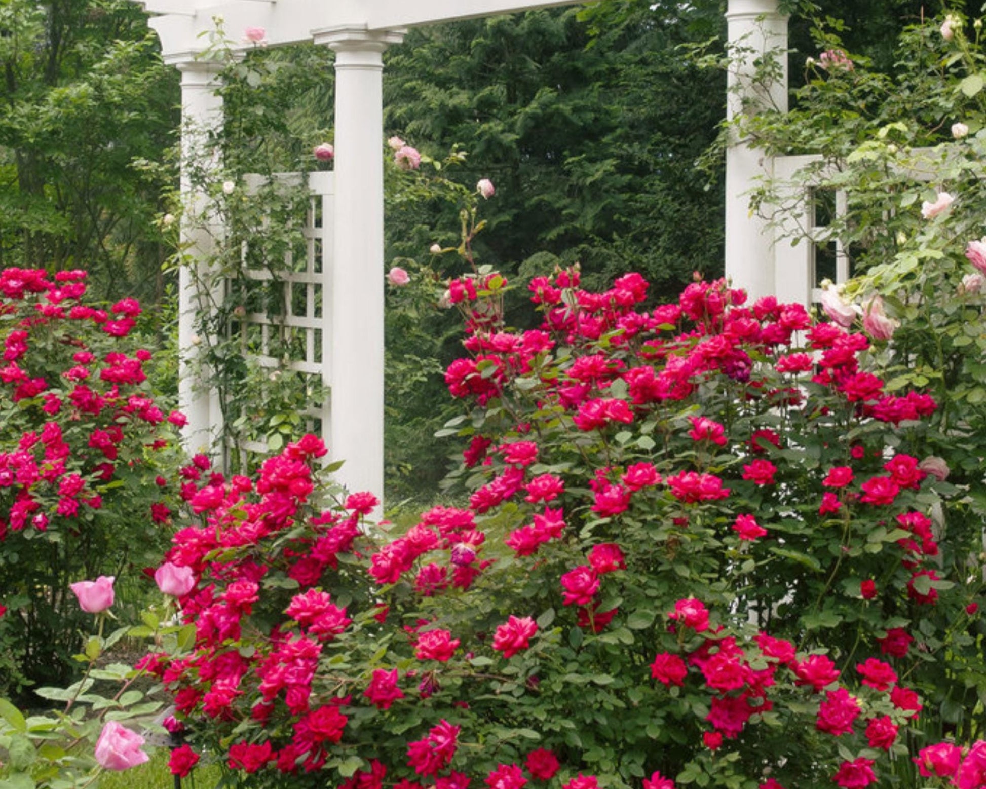Cherry Red "Knock Out"® Roses | Disease Resistant | Free Shipping | Quart Size Containers | Blooms Spring to Fall! | Tons of Blooms!