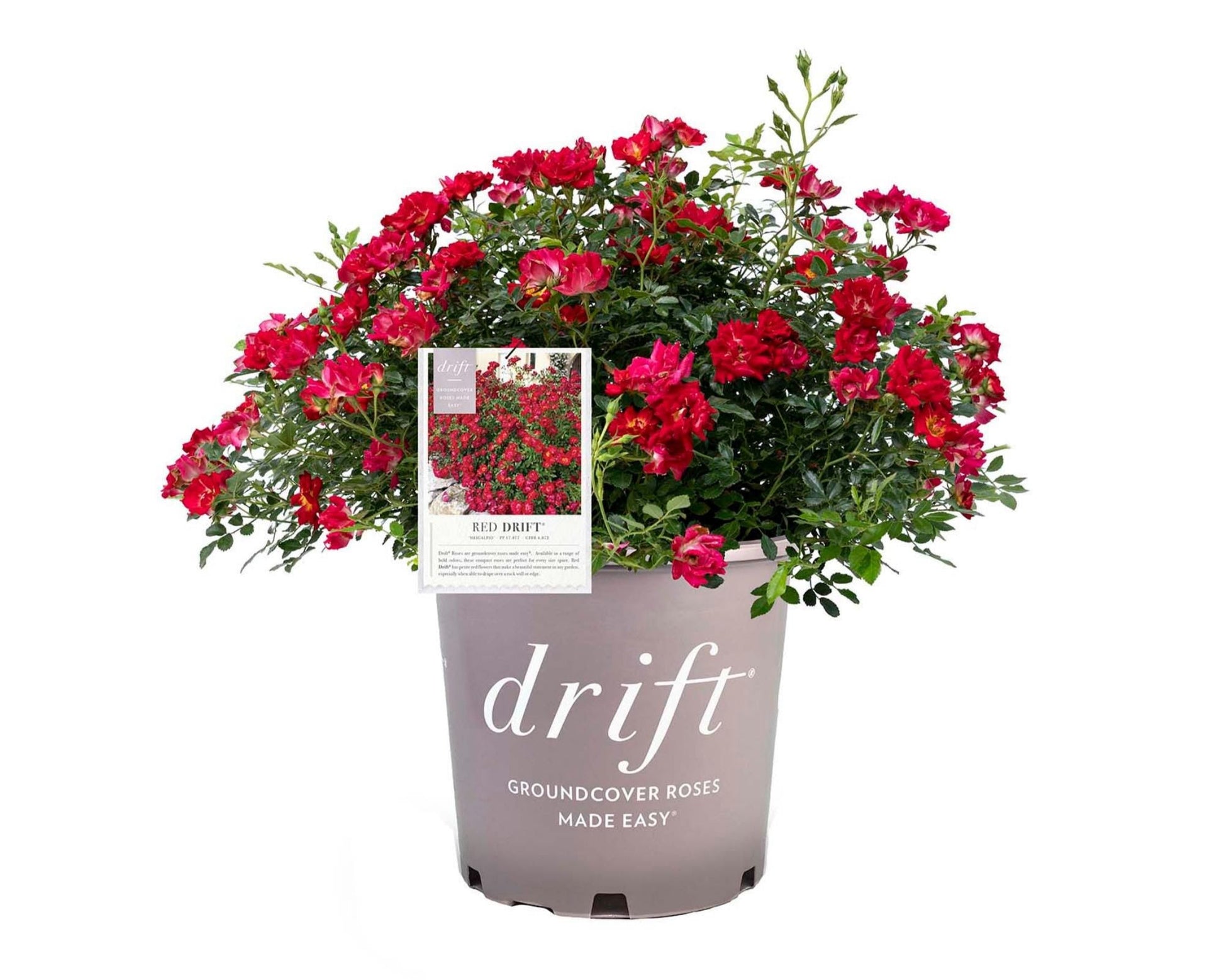 Red DRIFT® ROSES | Groundcover Creeping Roses | Quart Sizes | Sun Loving Fast Growing and Disease Resistant Roses