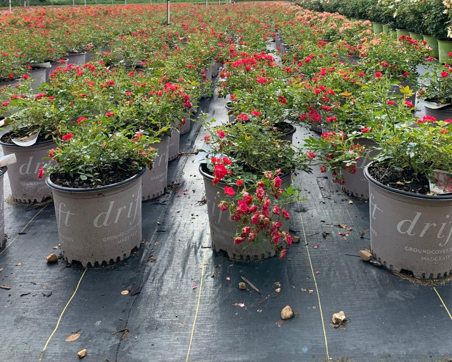 Red DRIFT® ROSES | Groundcover Creeping Roses | Quart Sizes | Sun Loving Fast Growing and Disease Resistant Roses