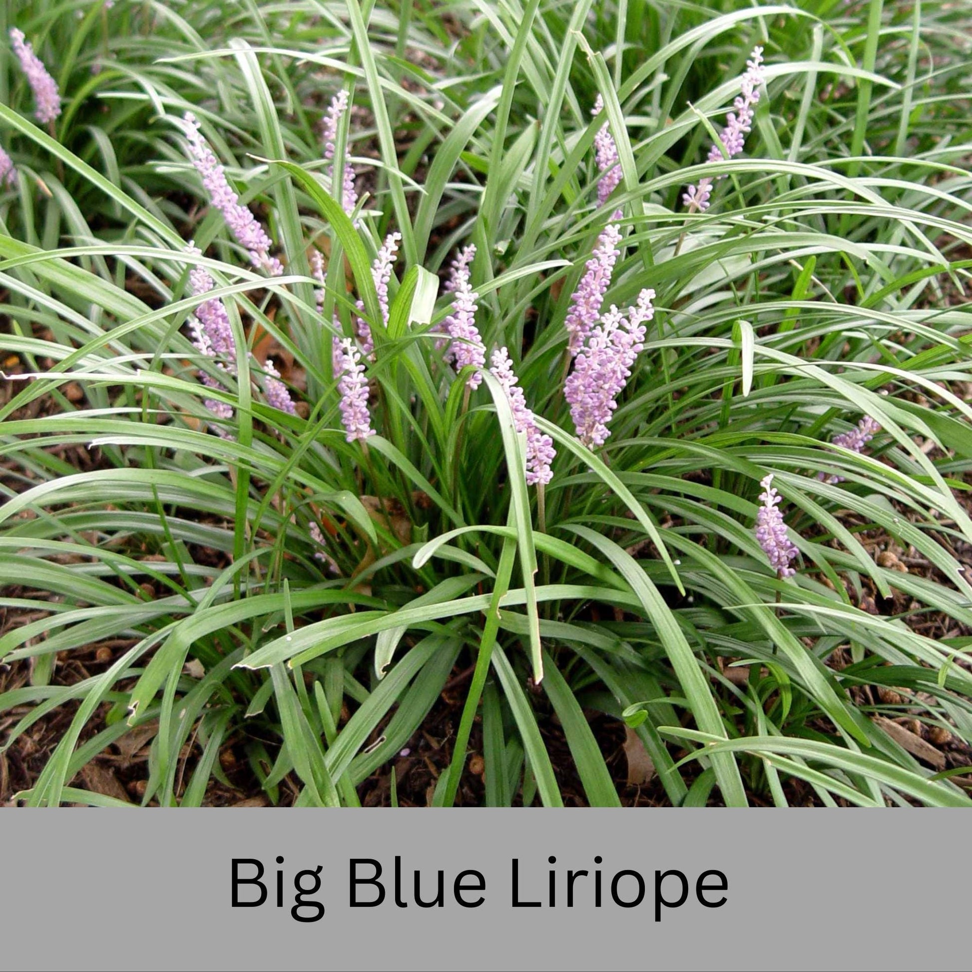Big Blue Liriope | Evergreen Groundcover | Free Shipping | Available In Quart Size Containers | Fast Growing | Durable Plant | Sun or Shade