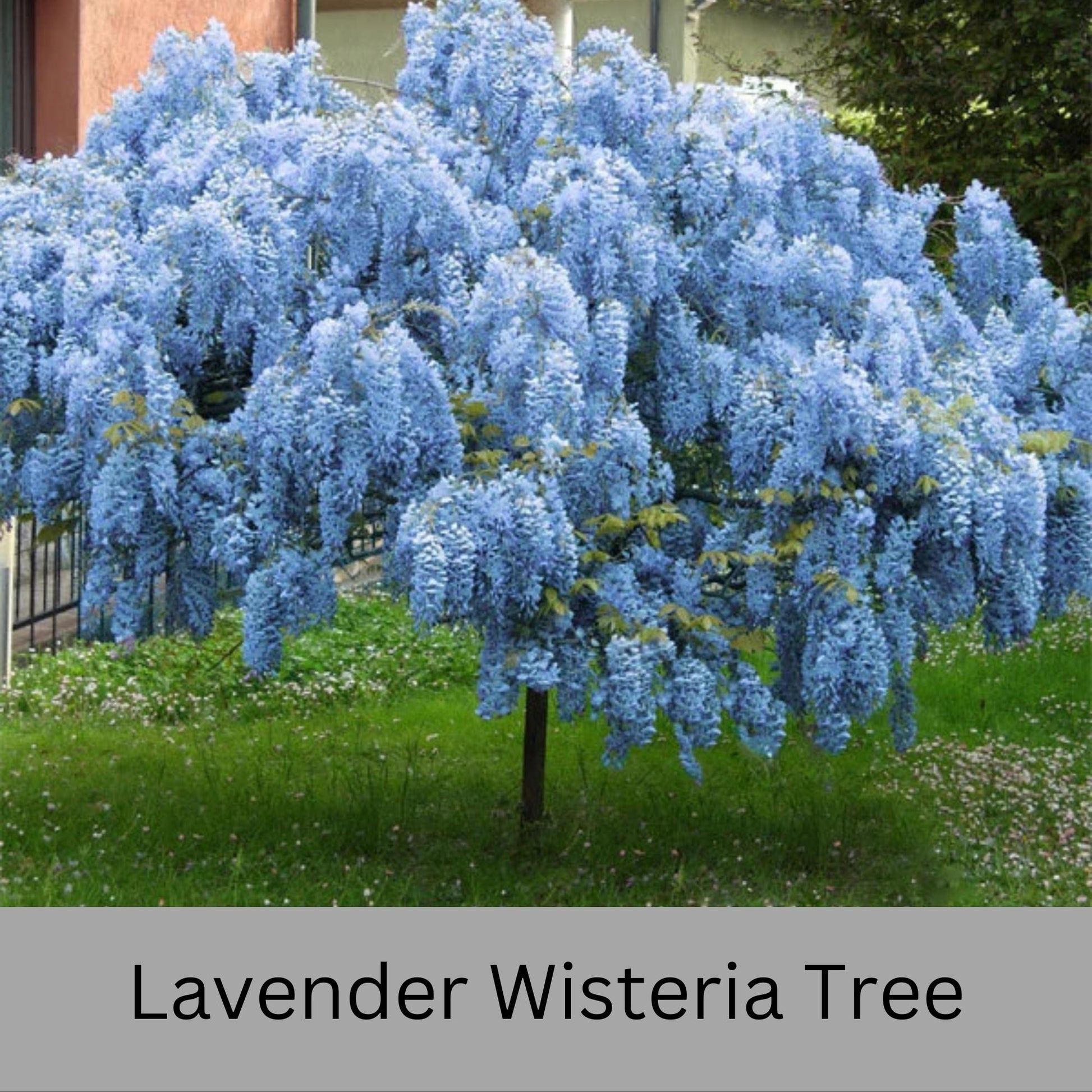 tree lavender flowers Wisteria Tree – Ardent Gardeners