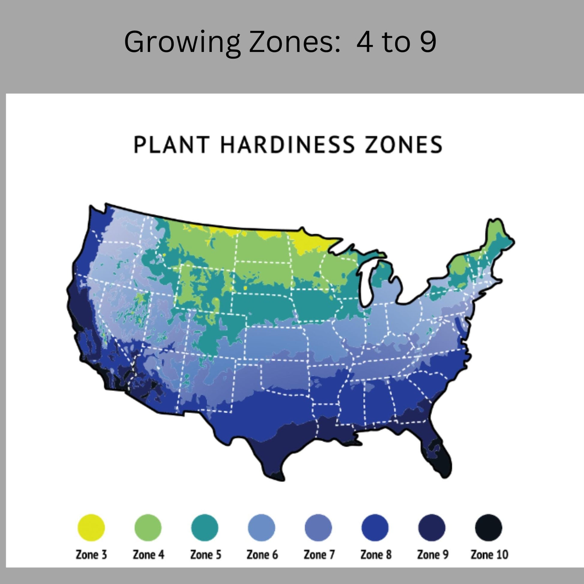 lavender tree hardiness zone Wisteria Tree – Ardent Gardeners
