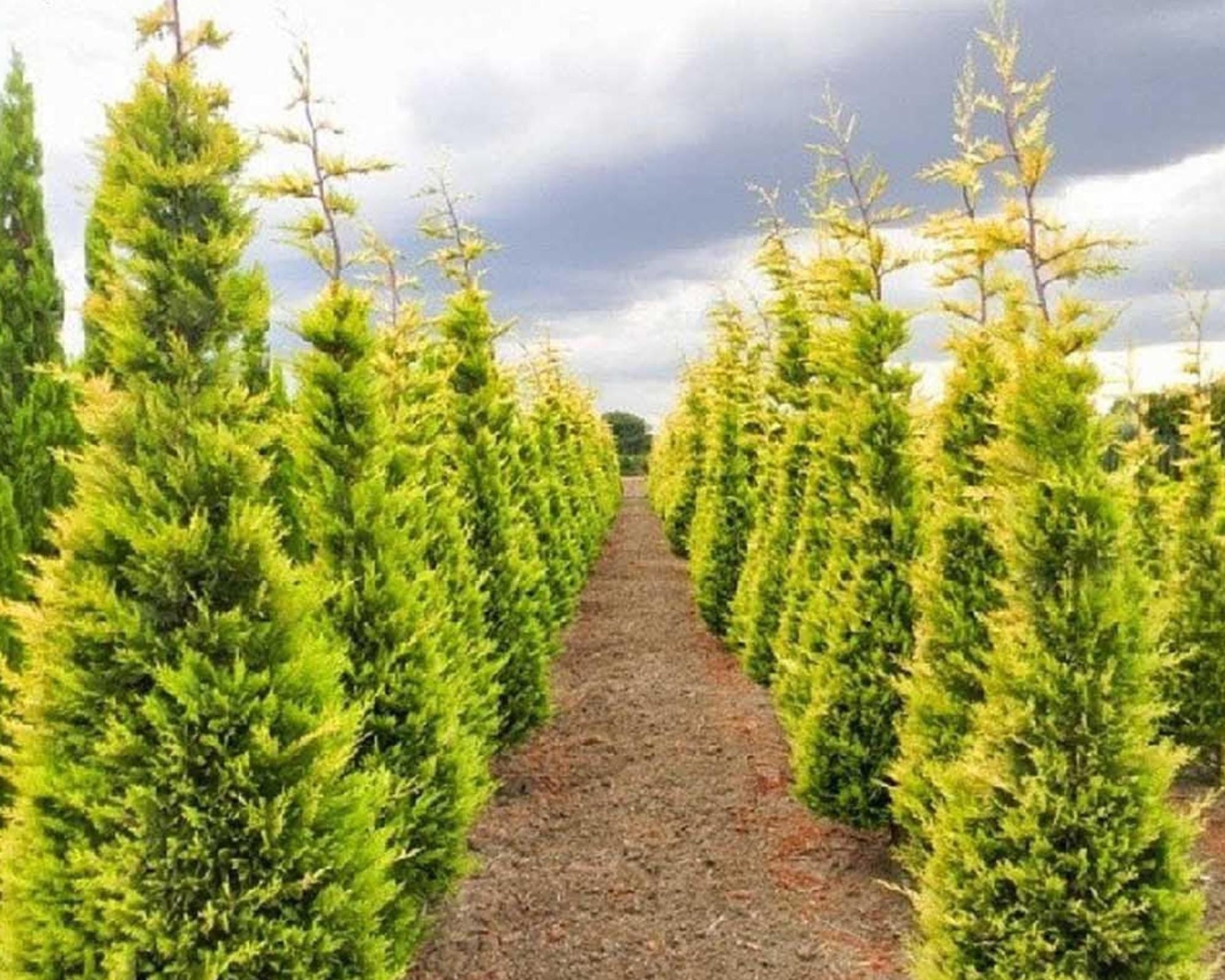 WEST WIND Leyland Cypress | Yellow Evergreen Hedge | 4 plants included with every order! | Fast Growing Trees