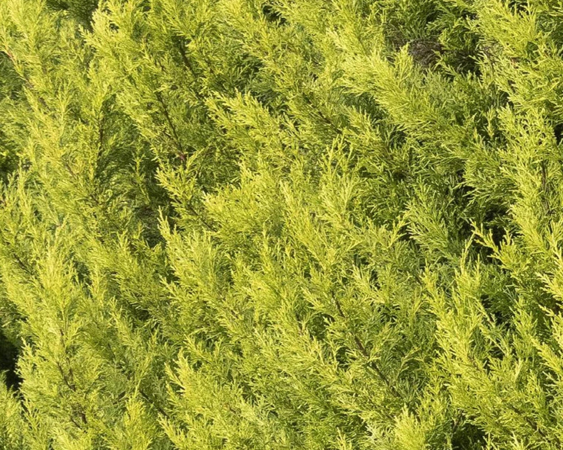 WEST WIND Leyland Cypress | Yellow Evergreen Hedge | 4 plants included with every order! | Fast Growing Trees
