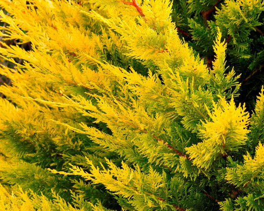 WEST WIND Leyland Cypress | Yellow Evergreen Hedge | 4 plants included with every order! | Fast Growing Trees
