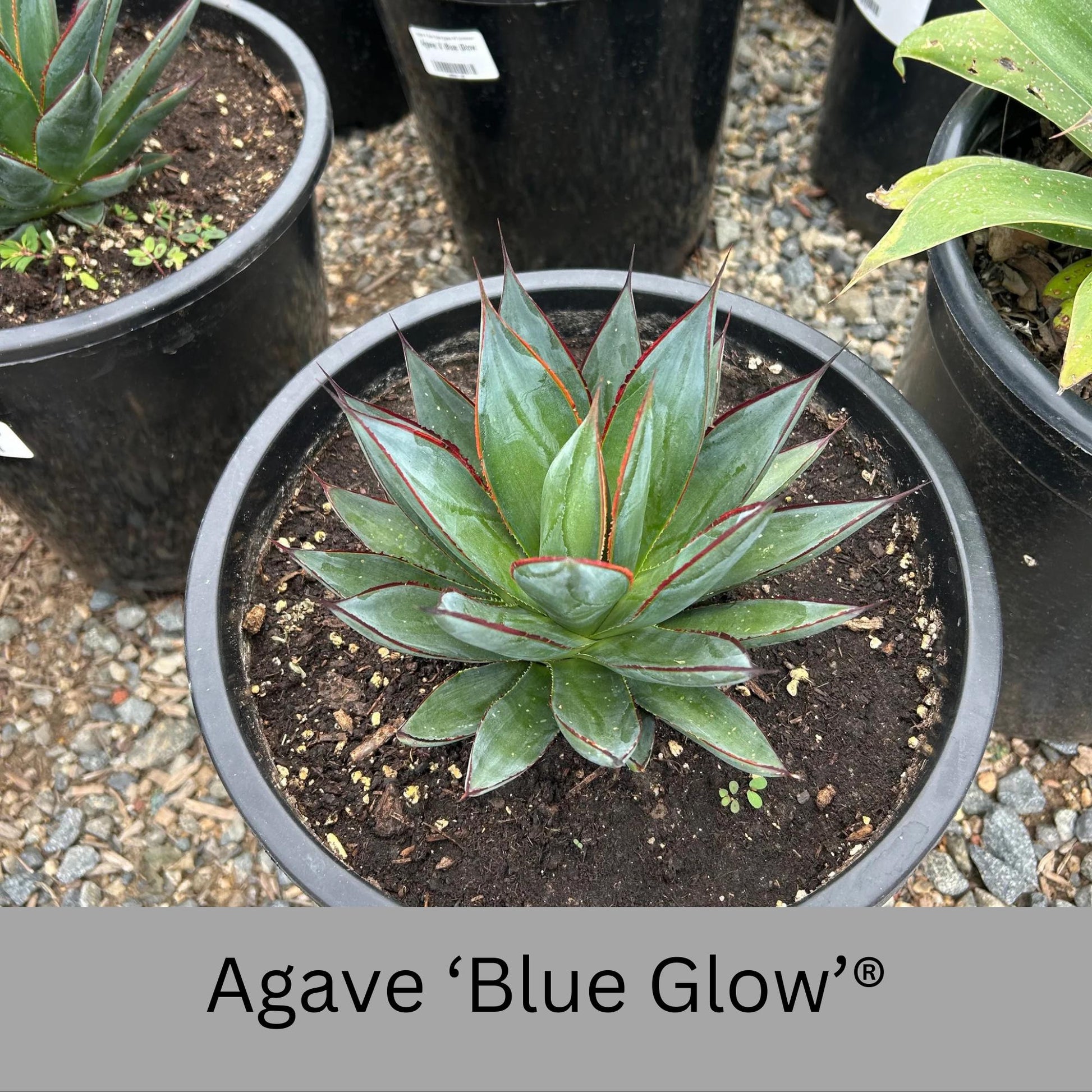 agave blue glow succulent Agave 'Blue Glow'®