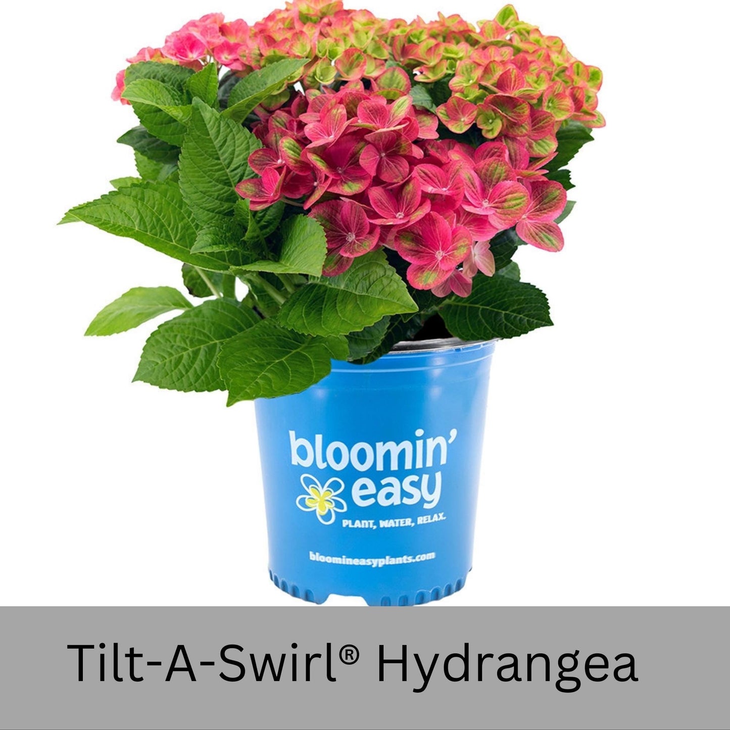Tilt-A-Swirl® Hydrangea | Tons of Flowers | Easy and Fast Growing | Blooms all Summer | Cut and Dry Flower Arrangements | Sun or Shade Plant