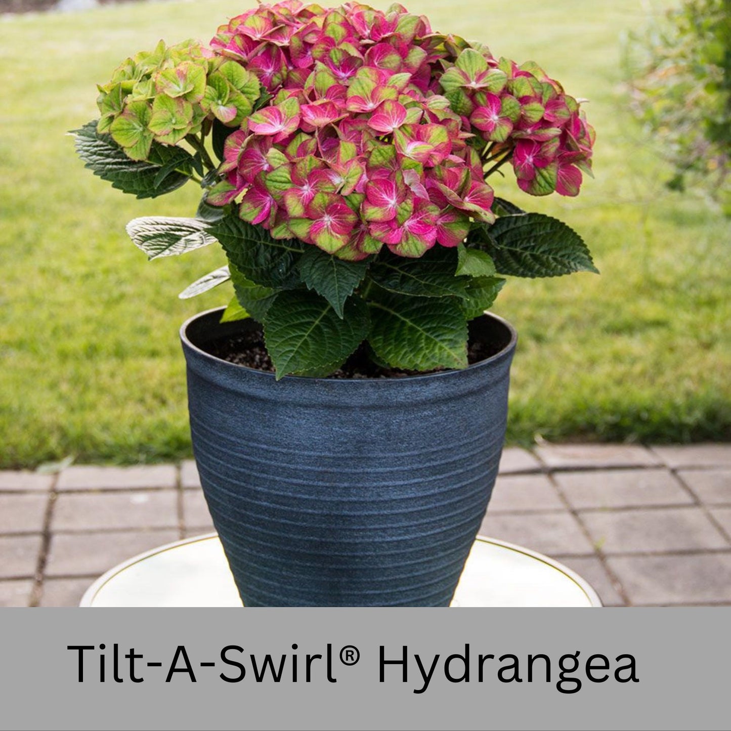 Tilt-A-Swirl® Hydrangea | Tons of Flowers | Easy and Fast Growing | Blooms all Summer | Cut and Dry Flower Arrangements | Sun or Shade Plant