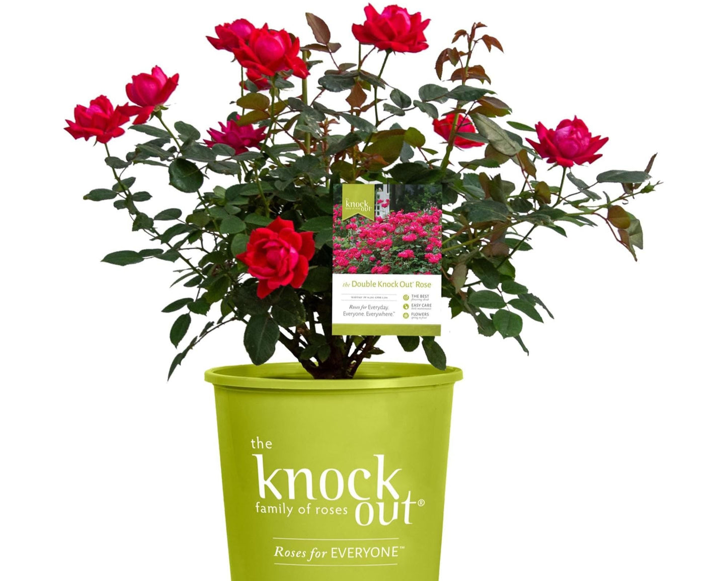 Cherry Red "Knock Out"® Roses | Disease Resistant | Free Shipping | Quart Size Containers | Blooms Spring to Fall! | Tons of Blooms!