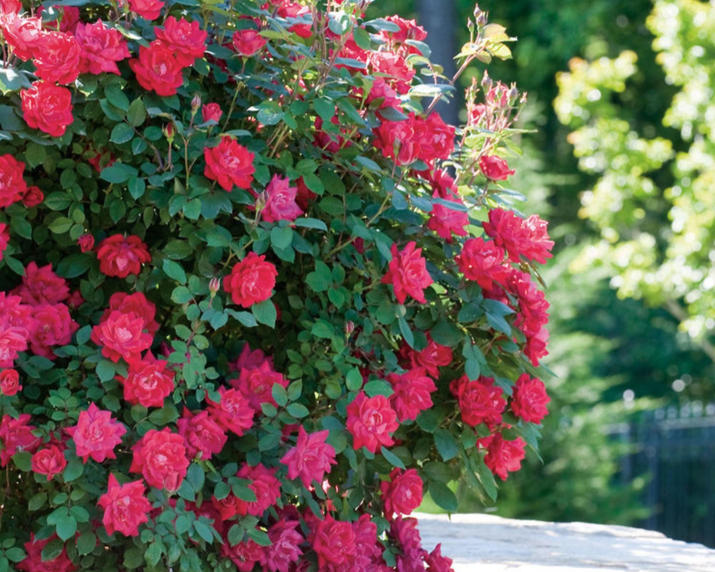 Cherry Red "Knock Out"® Roses | Disease Resistant | Free Shipping | Quart Size Containers | Blooms Spring to Fall! | Tons of Blooms!