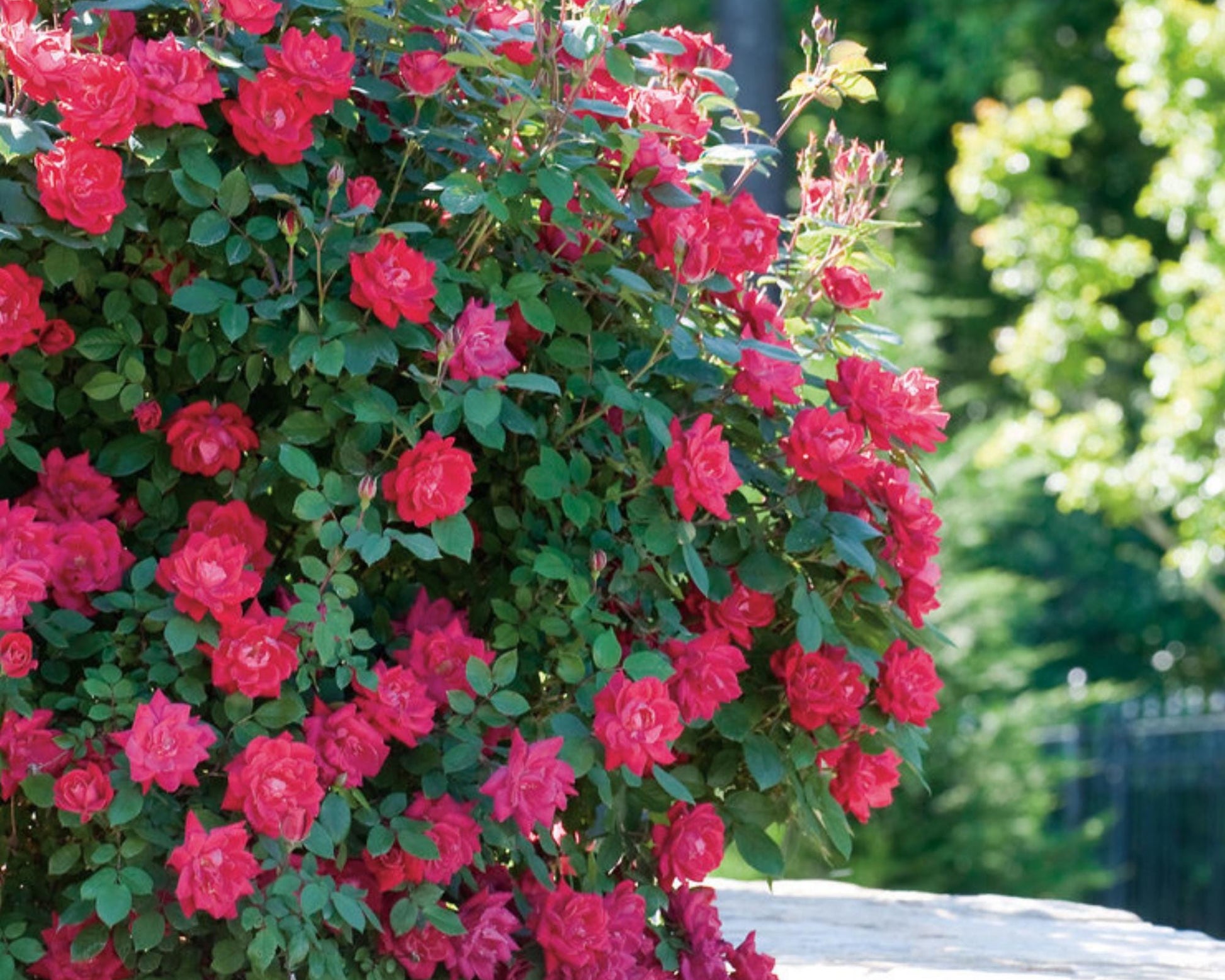 Cherry Red "Knock Out"® Roses | Disease Resistant | Free Shipping | Quart Size Containers | Blooms Spring to Fall! | Tons of Blooms!