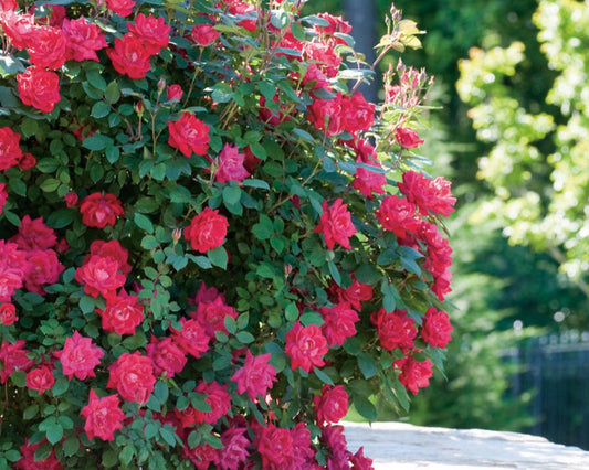Cherry Red "Knock Out"® Roses | Disease Resistant | Free Shipping | Quart Size Containers | Blooms Spring to Fall! | Tons of Blooms!