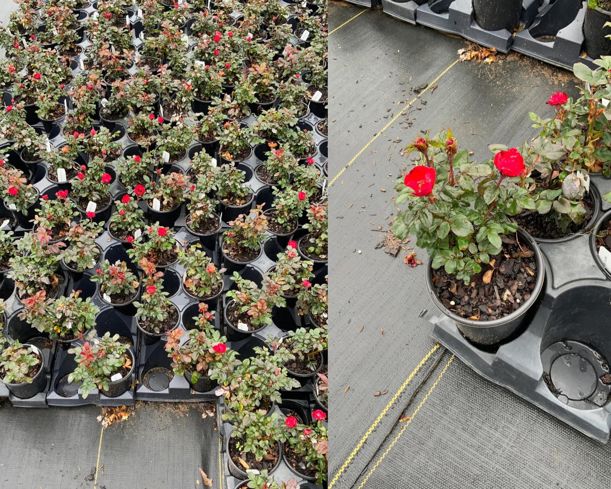 Red Knock Out® Roses – Ardent Gardeners