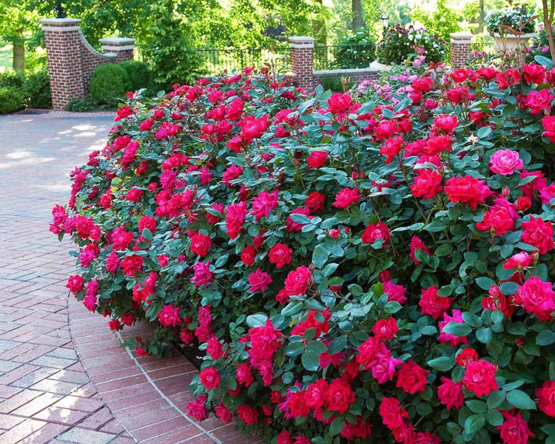 Cherry Red "Knock Out"® Roses | Disease Resistant | Free Shipping | Quart Size Containers | Blooms Spring to Fall! | Tons of Blooms!