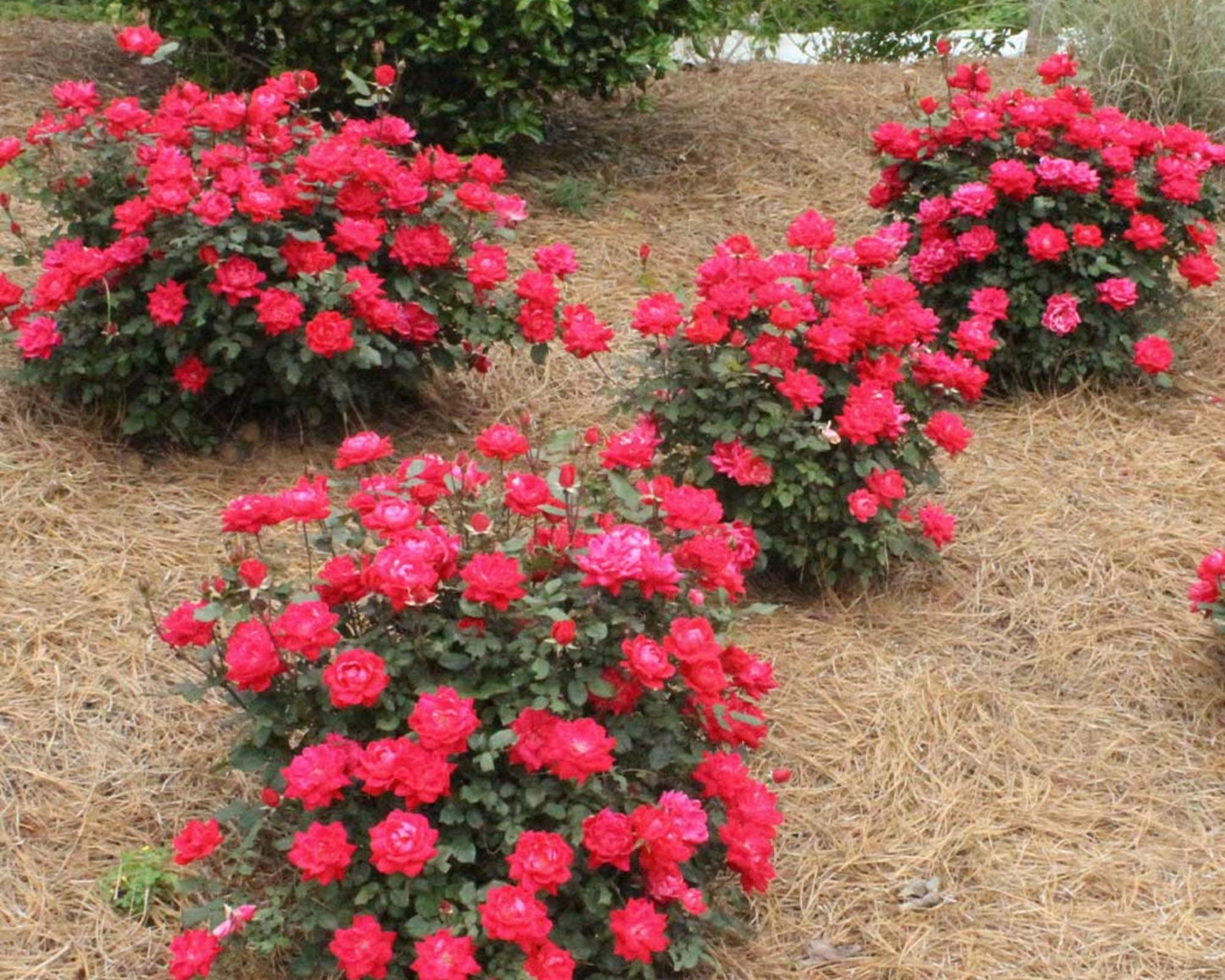 Cherry Red "Knock Out"® Roses | Disease Resistant | Free Shipping | Quart Size Containers | Blooms Spring to Fall! | Tons of Blooms!