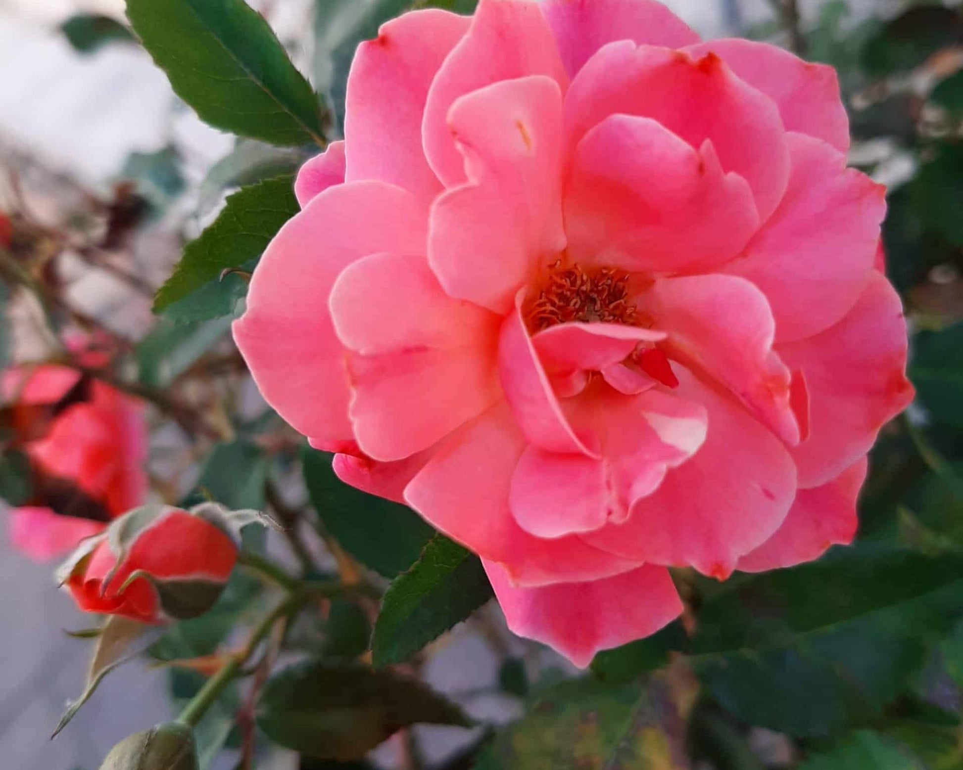 Coral Drift® Roses | Quart Groundcover Rose – Free Shipping – Ardent ...