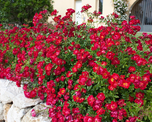 Red DRIFT® ROSES | Groundcover Creeping Roses | Quart Sizes | Sun Loving Fast Growing and Disease Resistant Roses