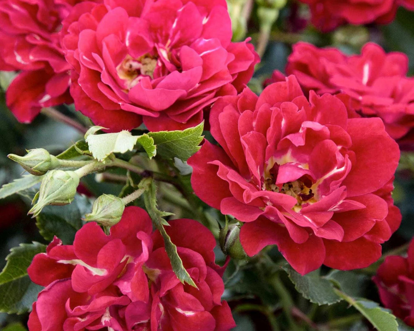 Red DRIFT® ROSES | Groundcover Creeping Roses | Quart Sizes | Sun Loving Fast Growing and Disease Resistant Roses