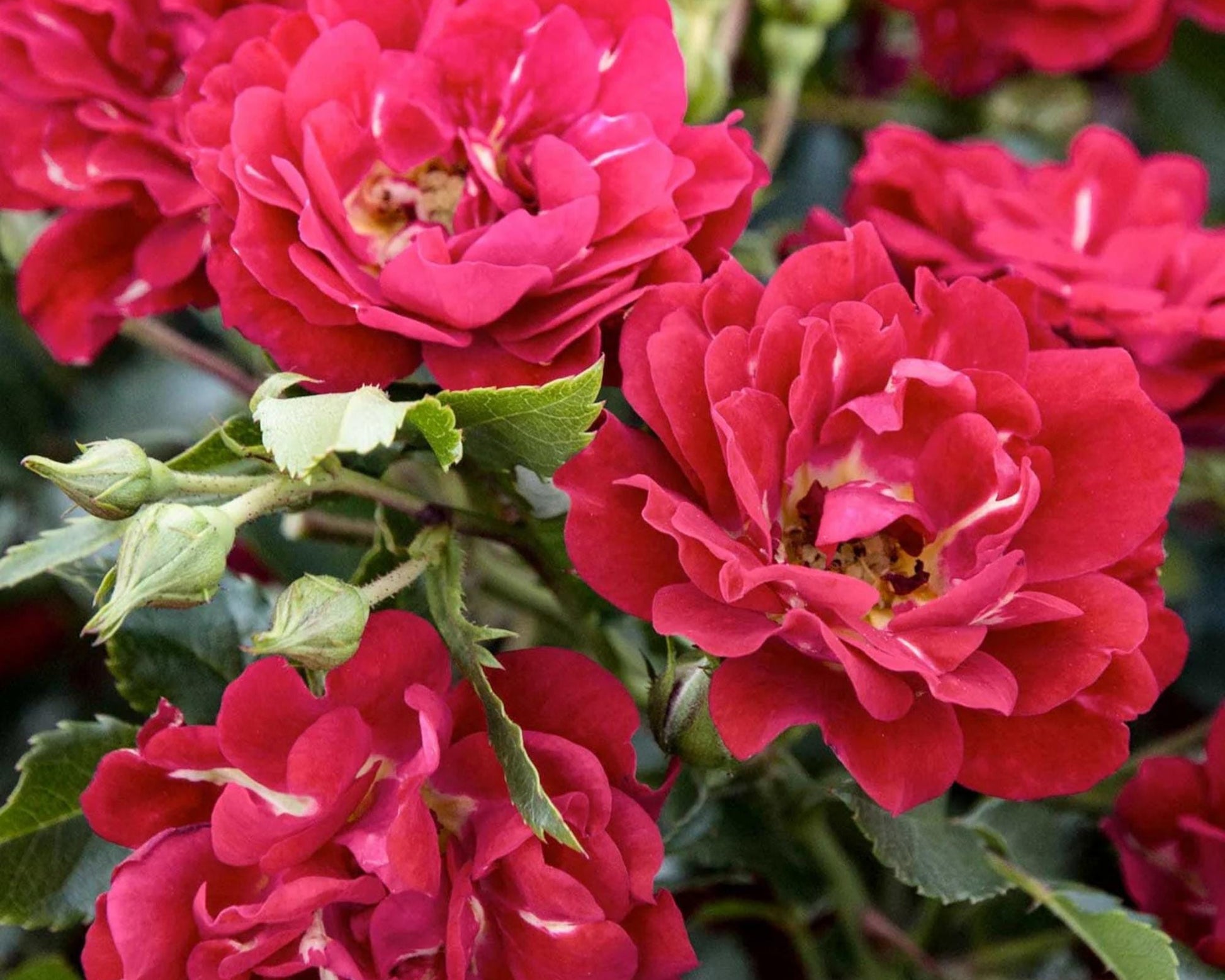Red DRIFT® ROSES | Groundcover Creeping Roses | Quart Sizes | Sun Loving Fast Growing and Disease Resistant Roses