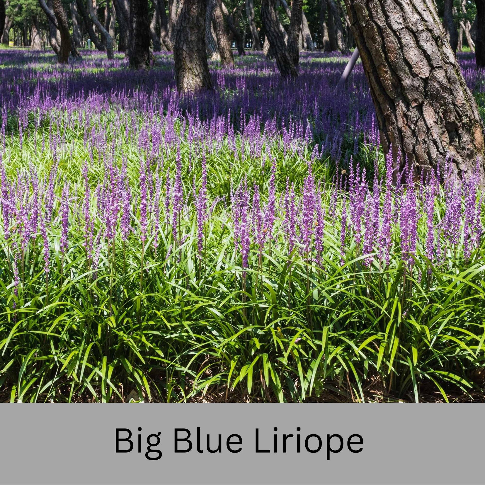 Big Blue Liriope | Evergreen Groundcover | Free Shipping | Available In Quart Size Containers | Fast Growing | Durable Plant | Sun or Shade