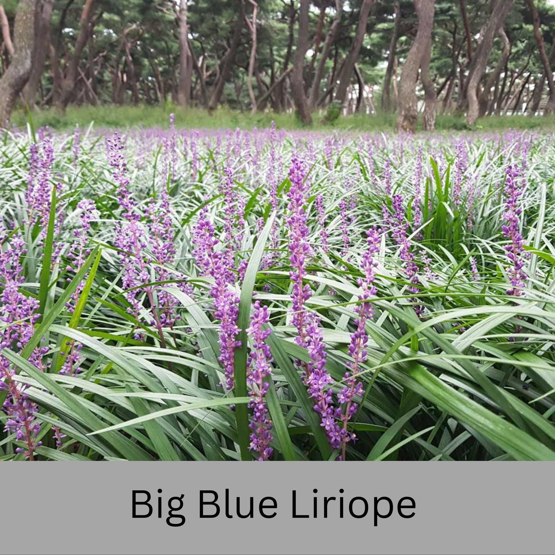 Big Blue Liriope | Evergreen Groundcover | Free Shipping | Available In Quart Size Containers | Fast Growing | Durable Plant | Sun or Shade