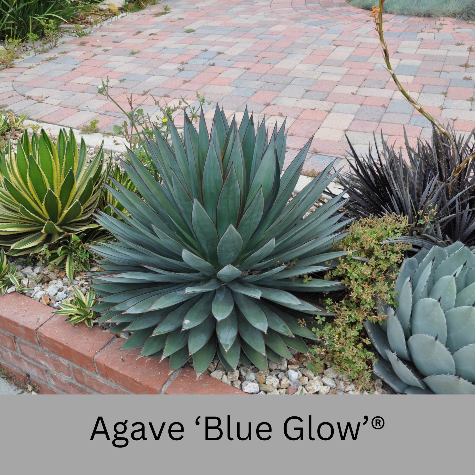 agave succulent plant Agave 'Blue Glow'®