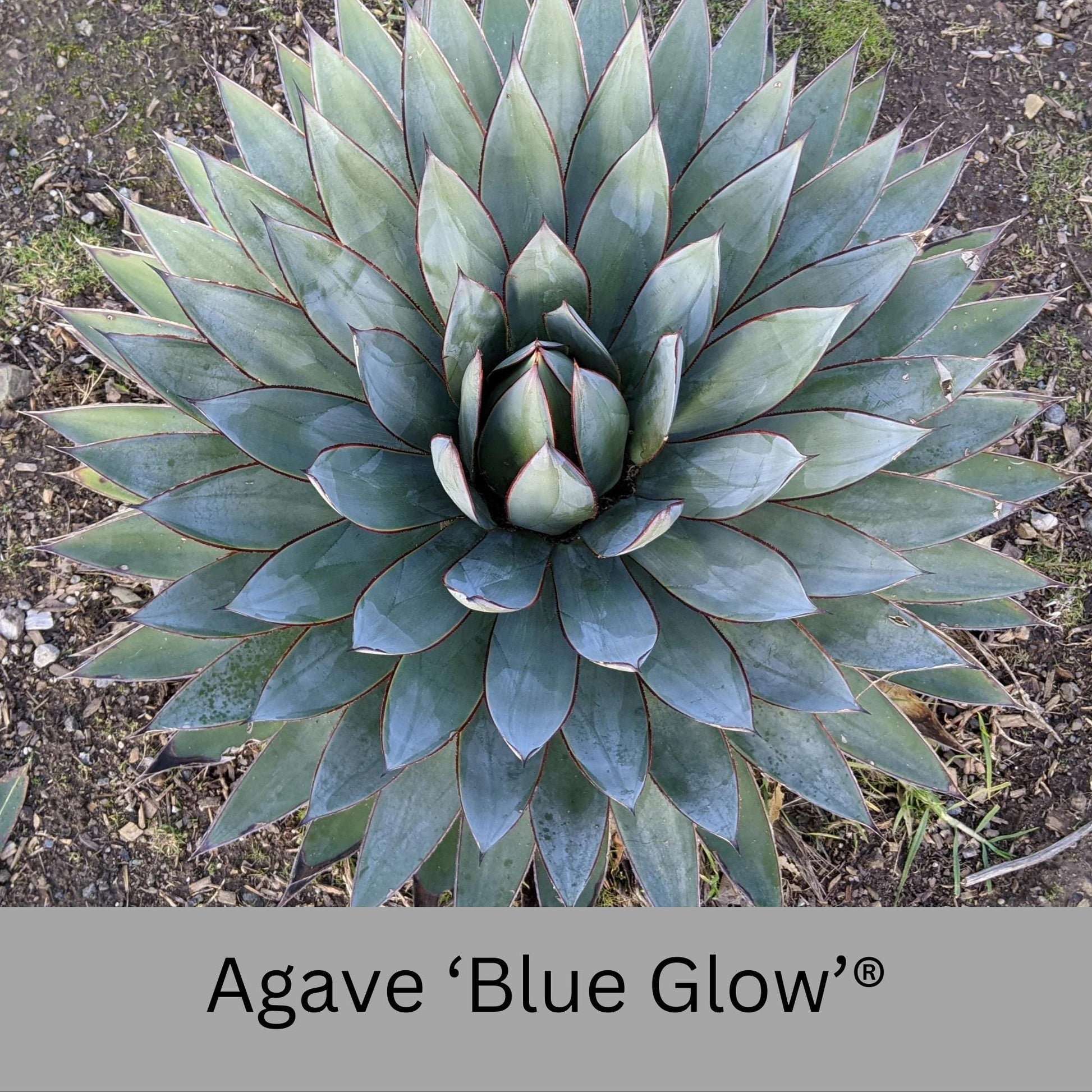 agave blue glow succulent Agave 'Blue Glow'®