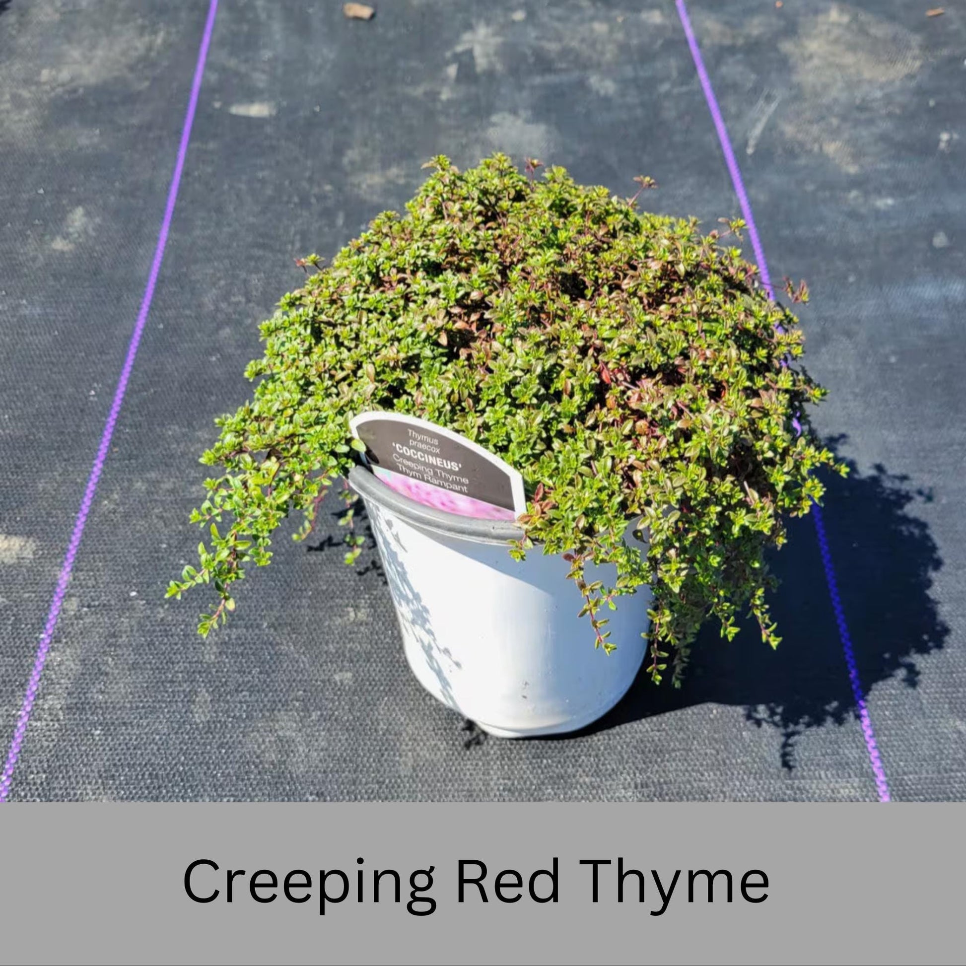 Creeping Red Thyme – Live Plant | Fragrant Ground Cover & Pollinator-Friendly | Perennial | 2 Sizes to Choose | Fast Growing Ground Cover