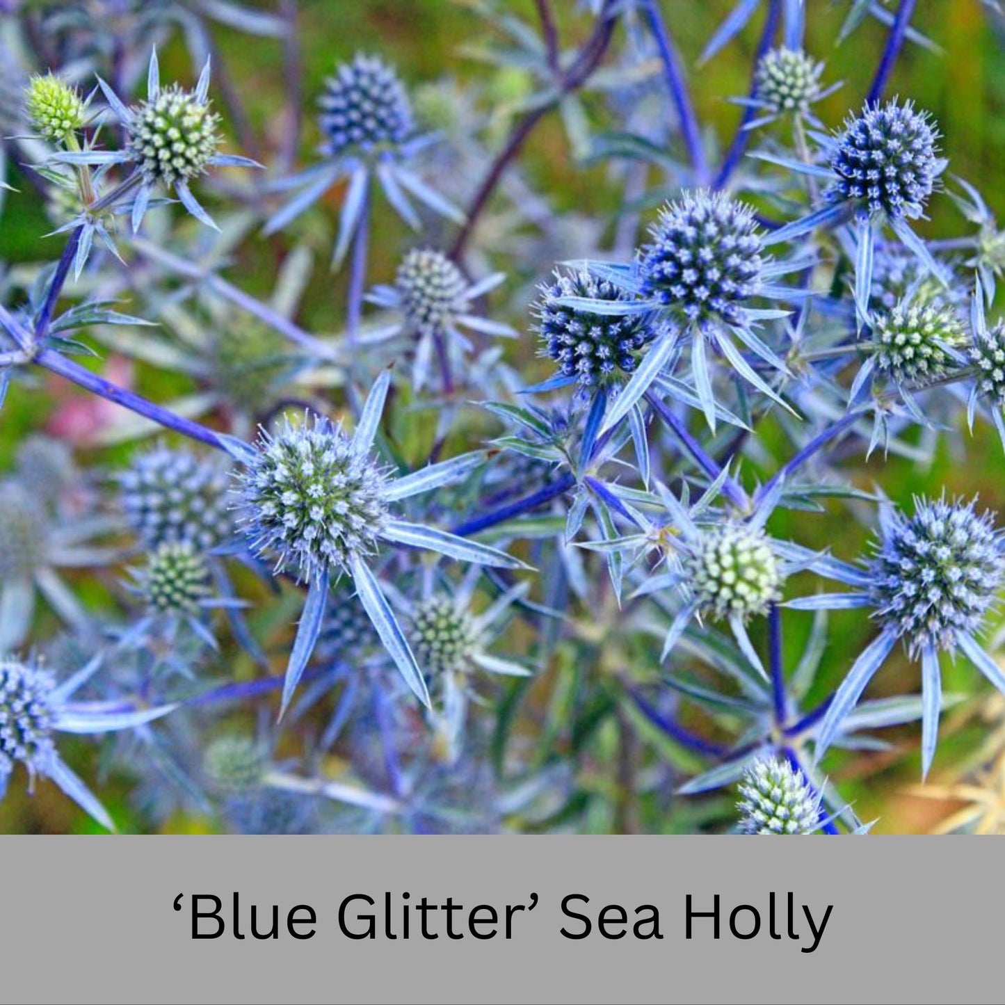 Blue Glitter Sea Holly (Eryngium) – 1 Quart Container – Drought-Tolerant, Pollinator-Friendly Perennial