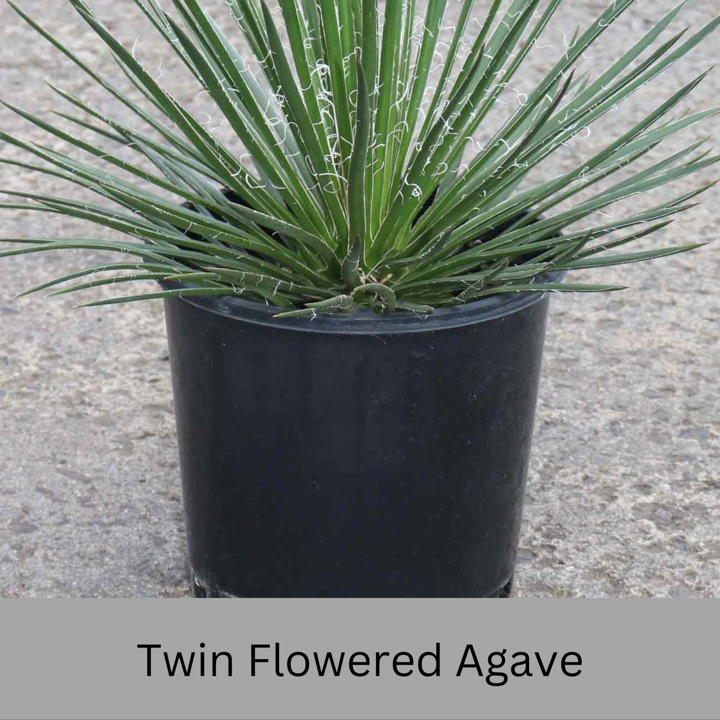 Twin Flowered Agave (Agave geminiflora) | 1 Quart Container | Drought-Tolerant, Low-Maintenance Succulent
